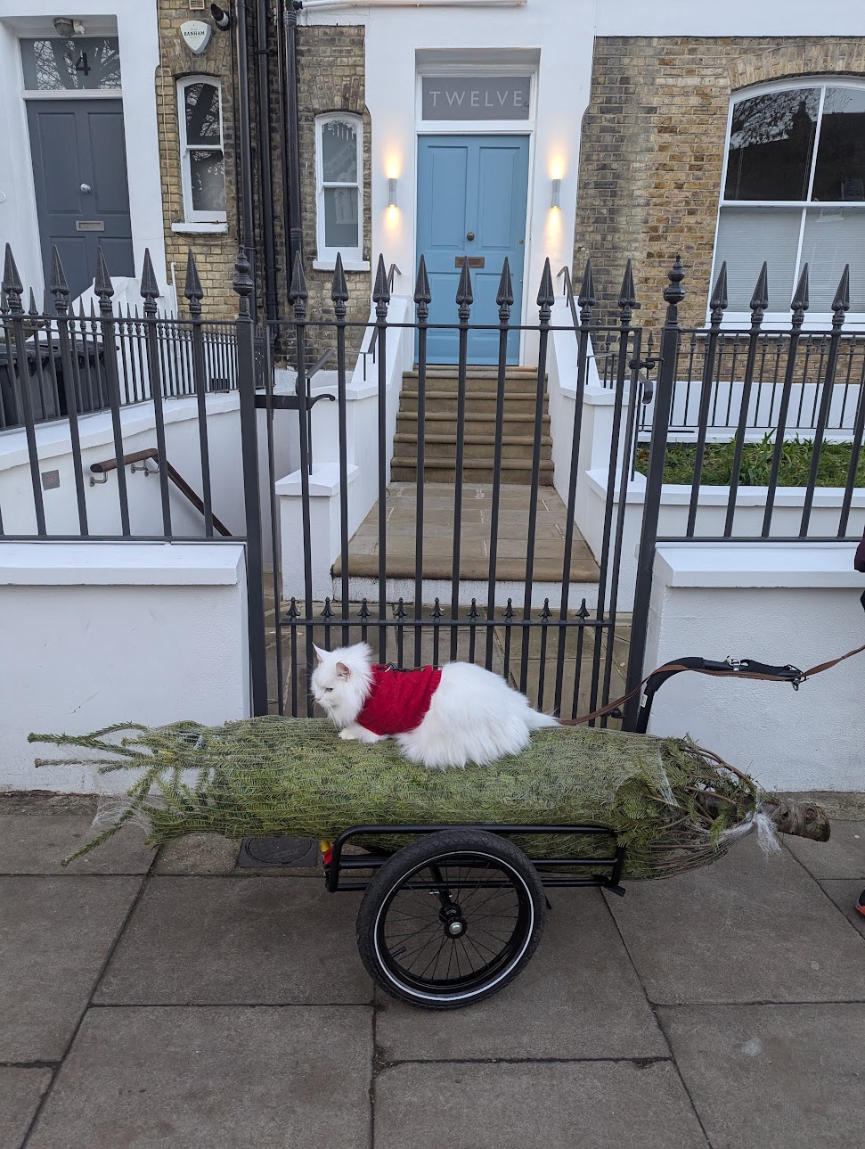 Watch Out! Christmas Tree Delivery is Here!