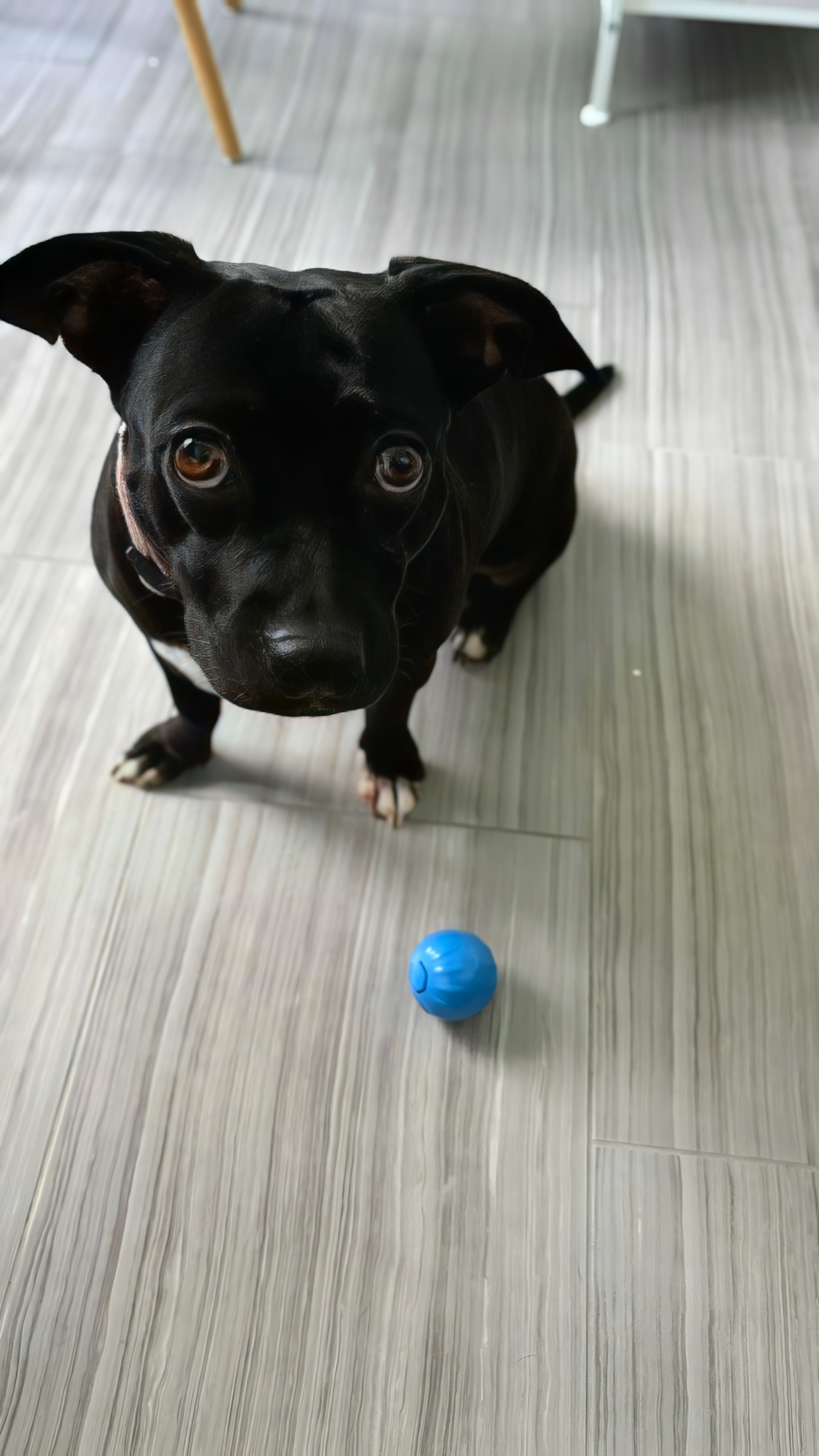 Playtime: Dog Joyfully Chasing Its Toy Ball