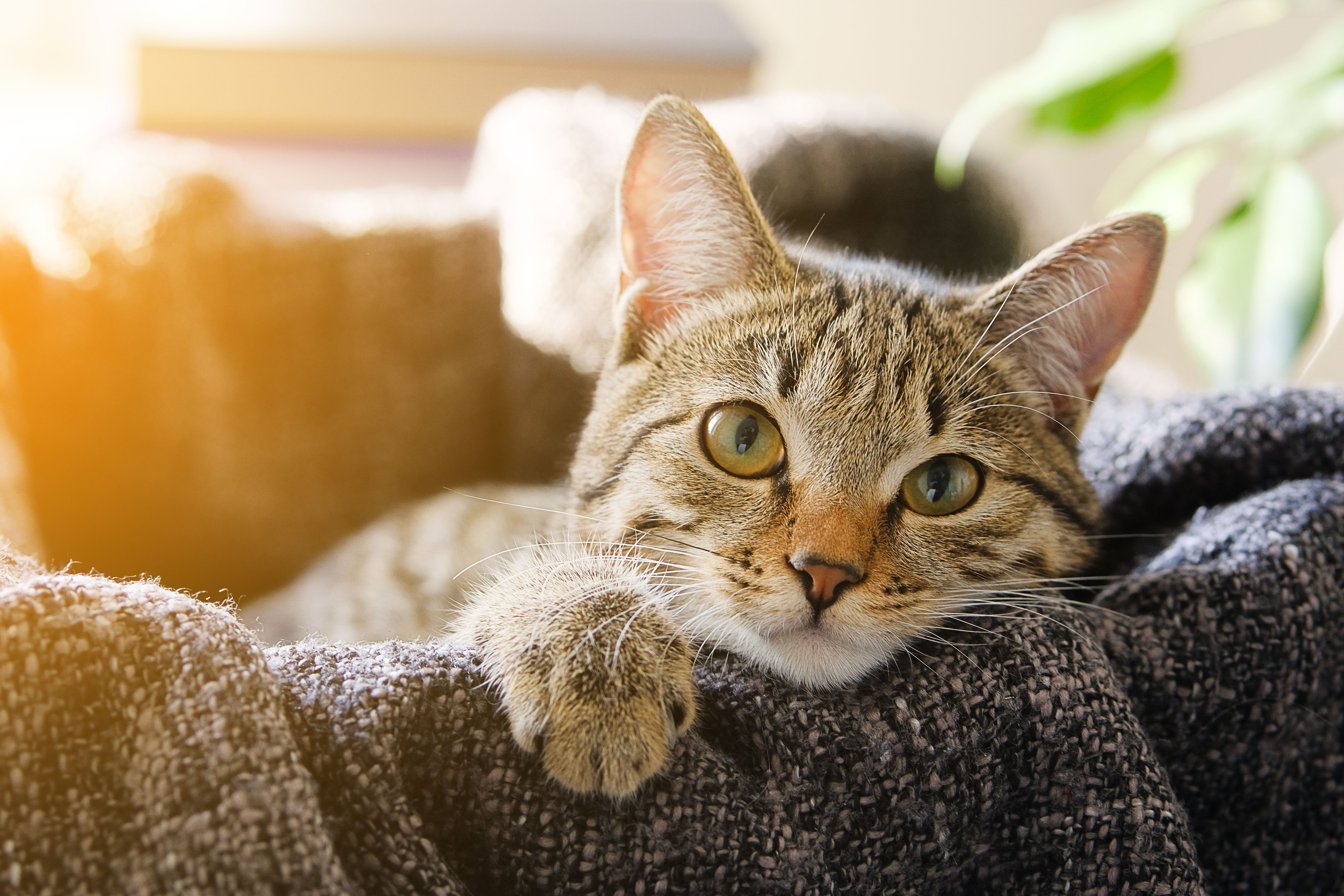 The Couch Potato: Master of Comfort