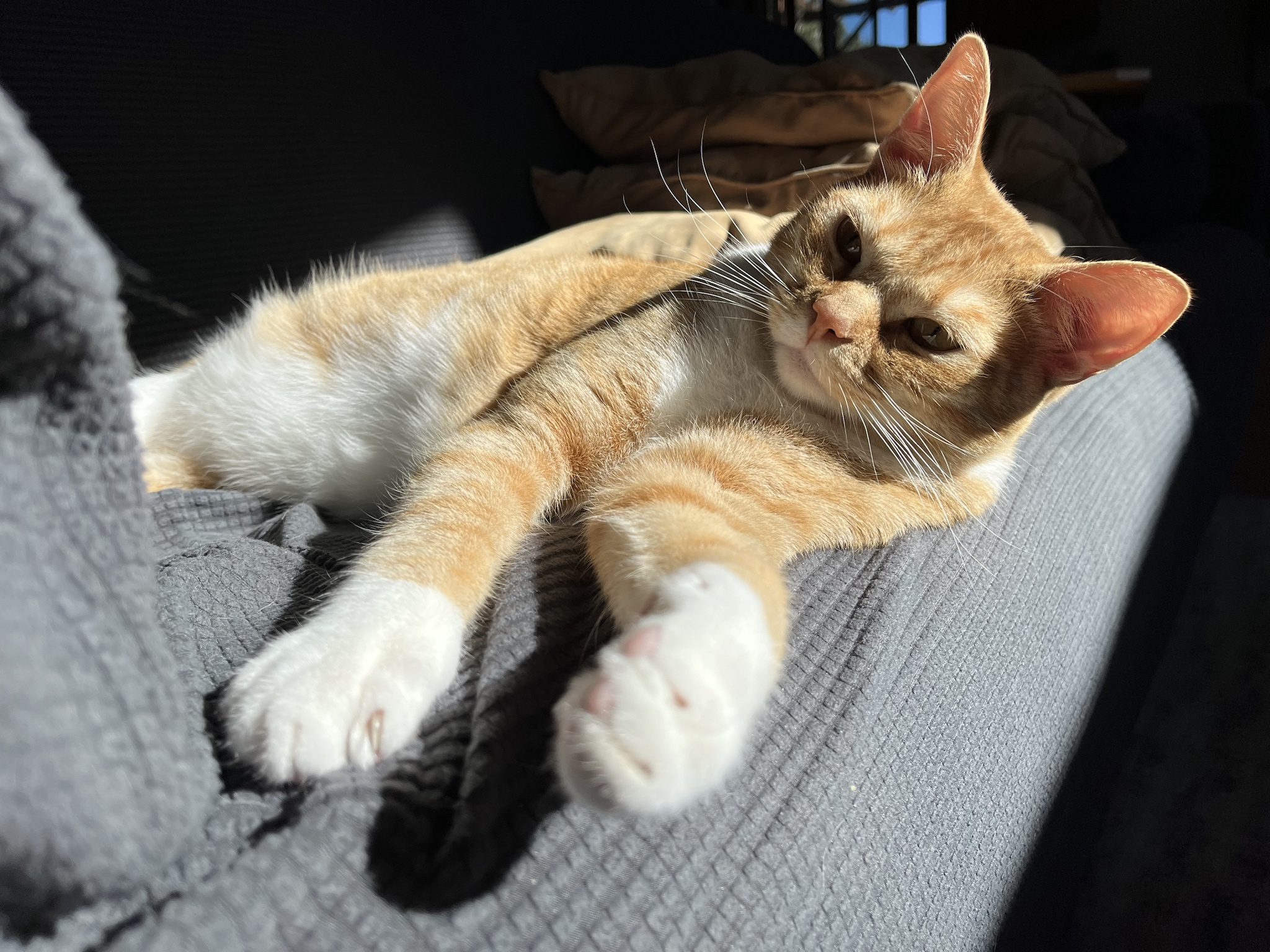 Meet Kevin: My Chunky, Adorable, and Slightly Odorous Cat