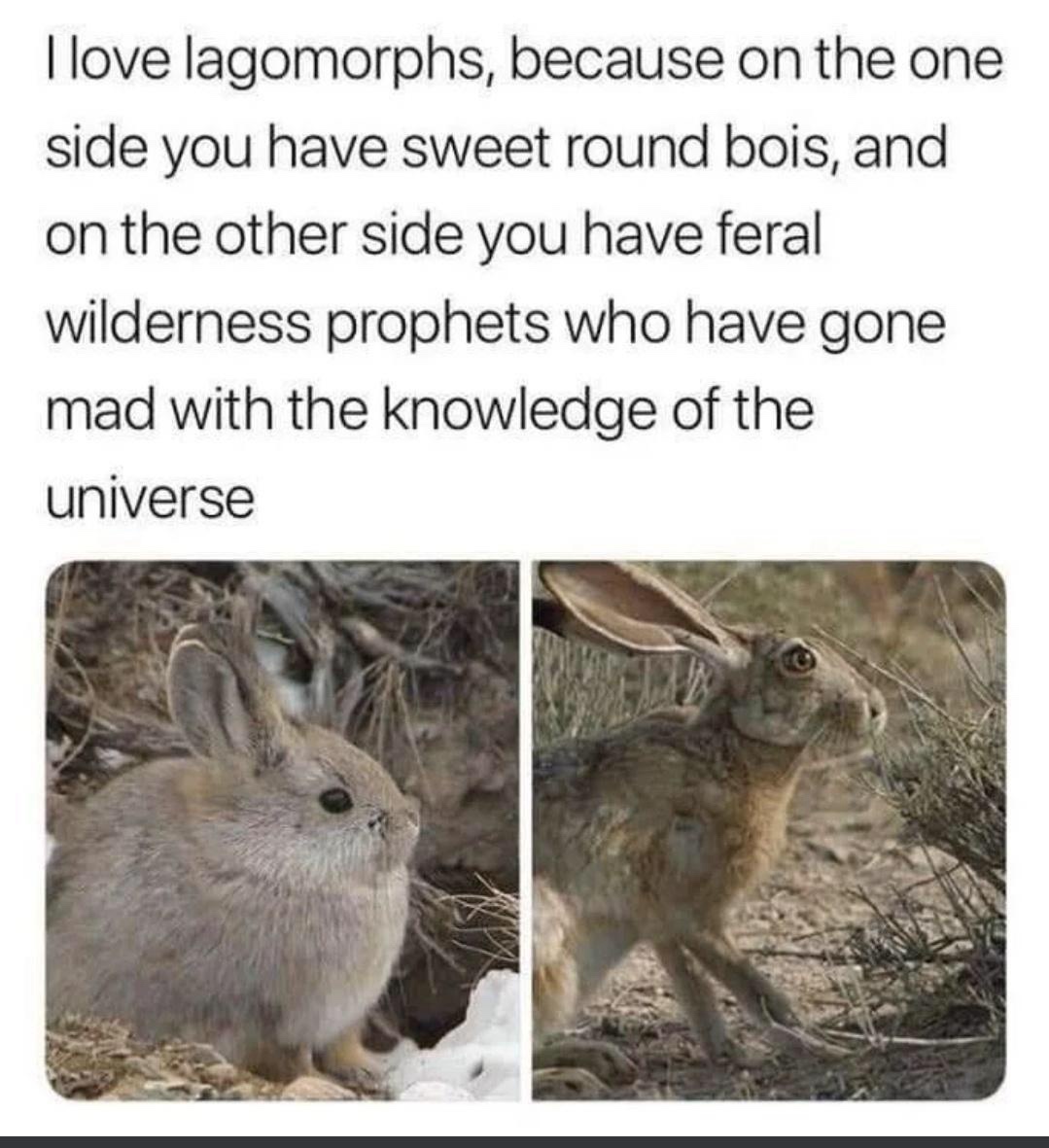 Yet Another Adorable Animal Compilation