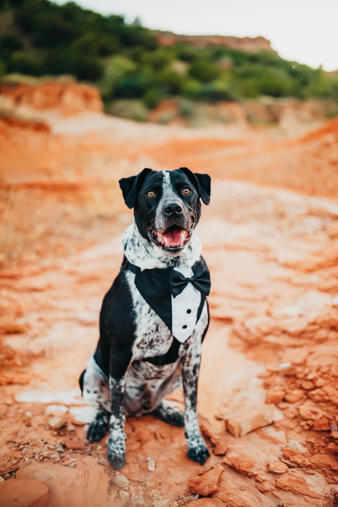 Celebrating National Mutt Day with Our Boy Ollie!