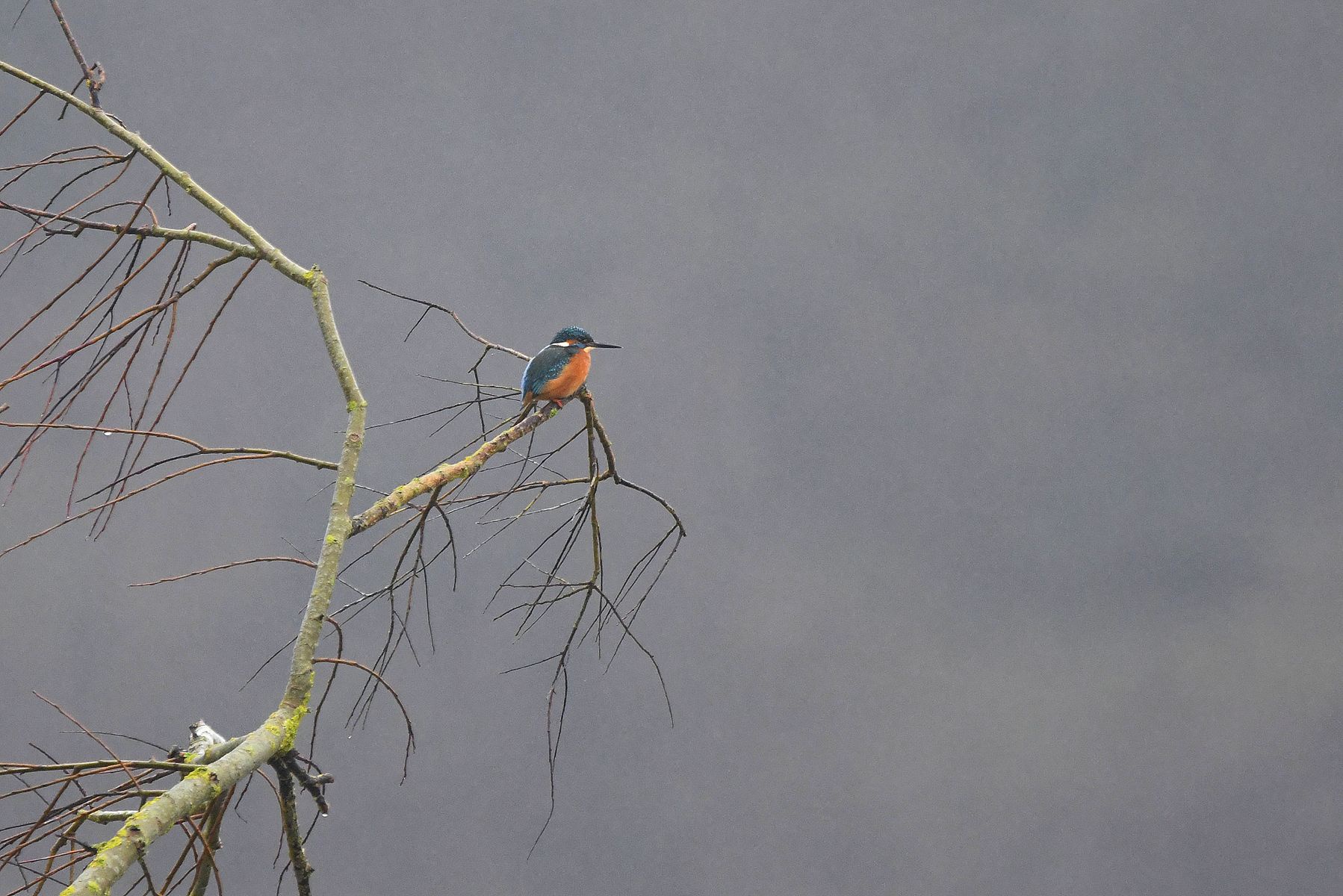 Martin-Pêcheur, France - Vienne Department, 12/24