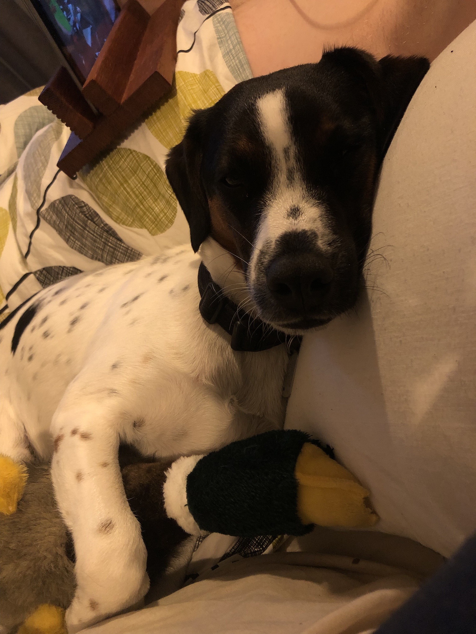 Can't get enough of Duck Duck!