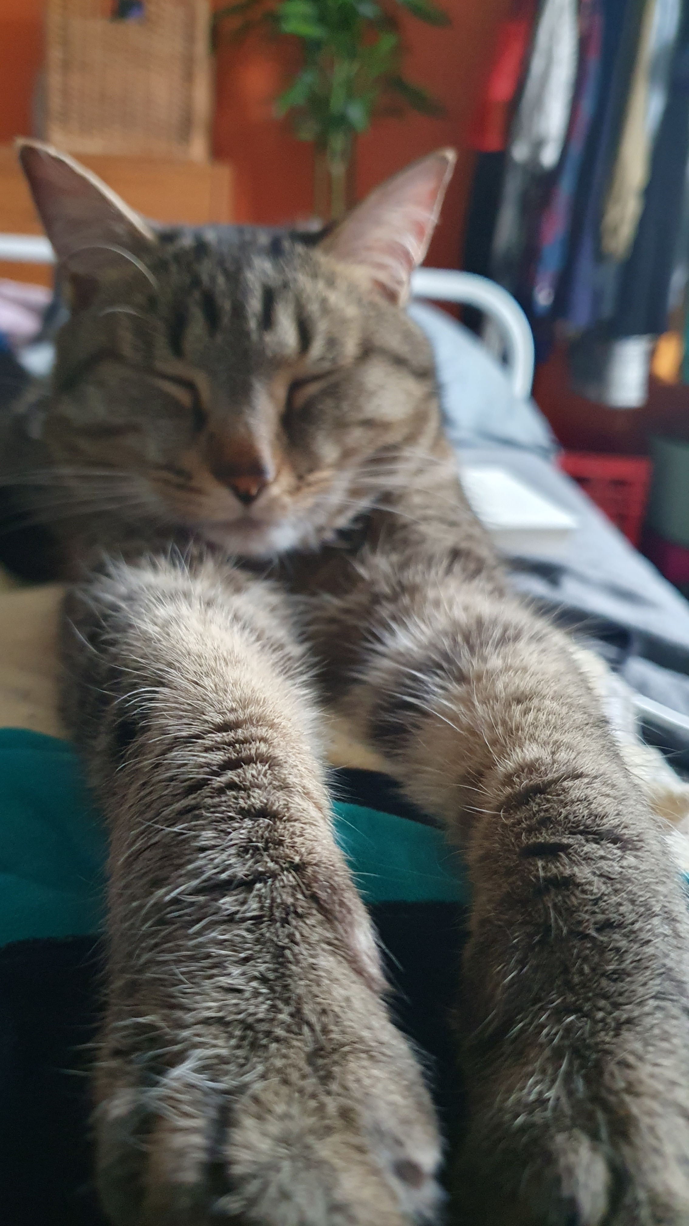 Teddy Bear in Distress Needs a Helping Paw!