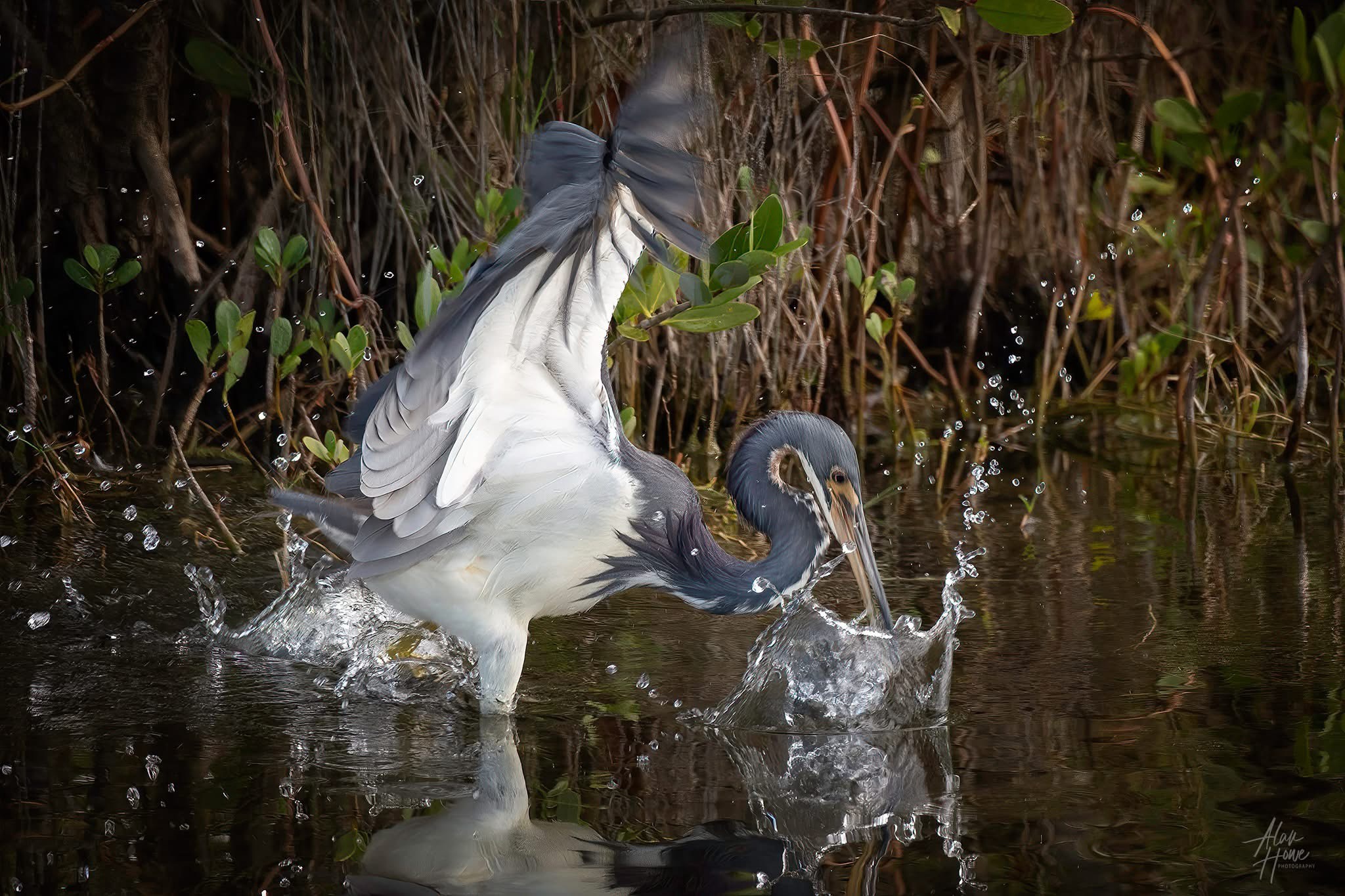 A Majestic Heron in Its Natural Habitat