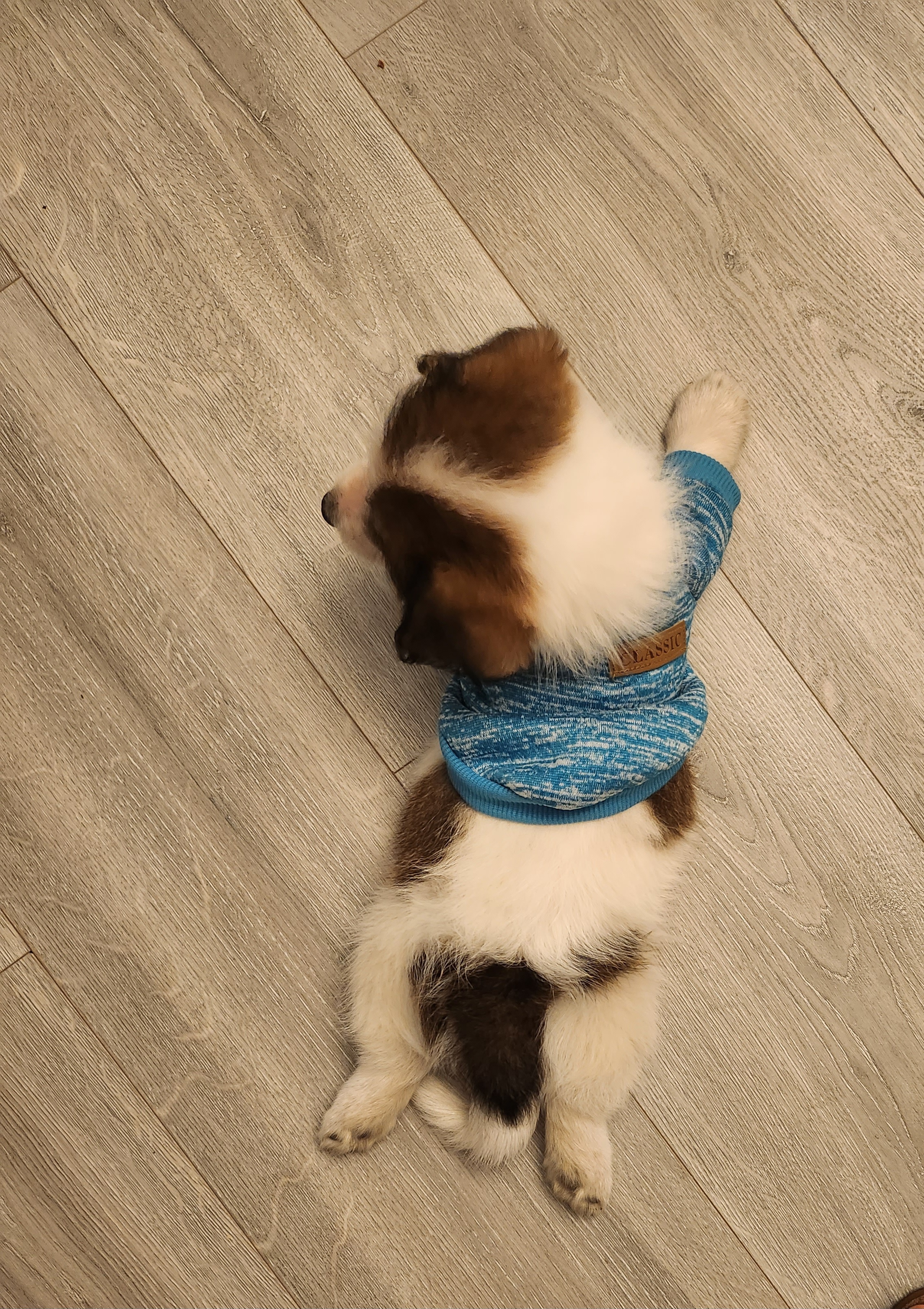 Nostalgic Moments with the Coca-Cola Can Puppy