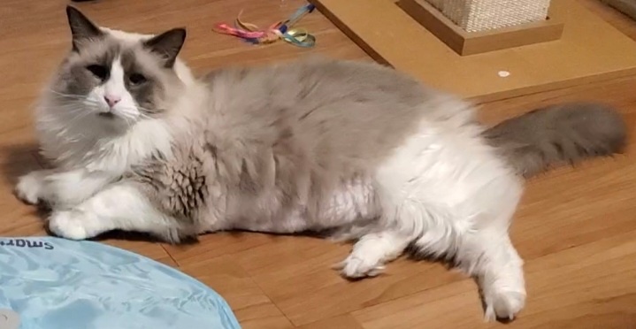 Tom's Heartbreak Over No More Snow Playtime