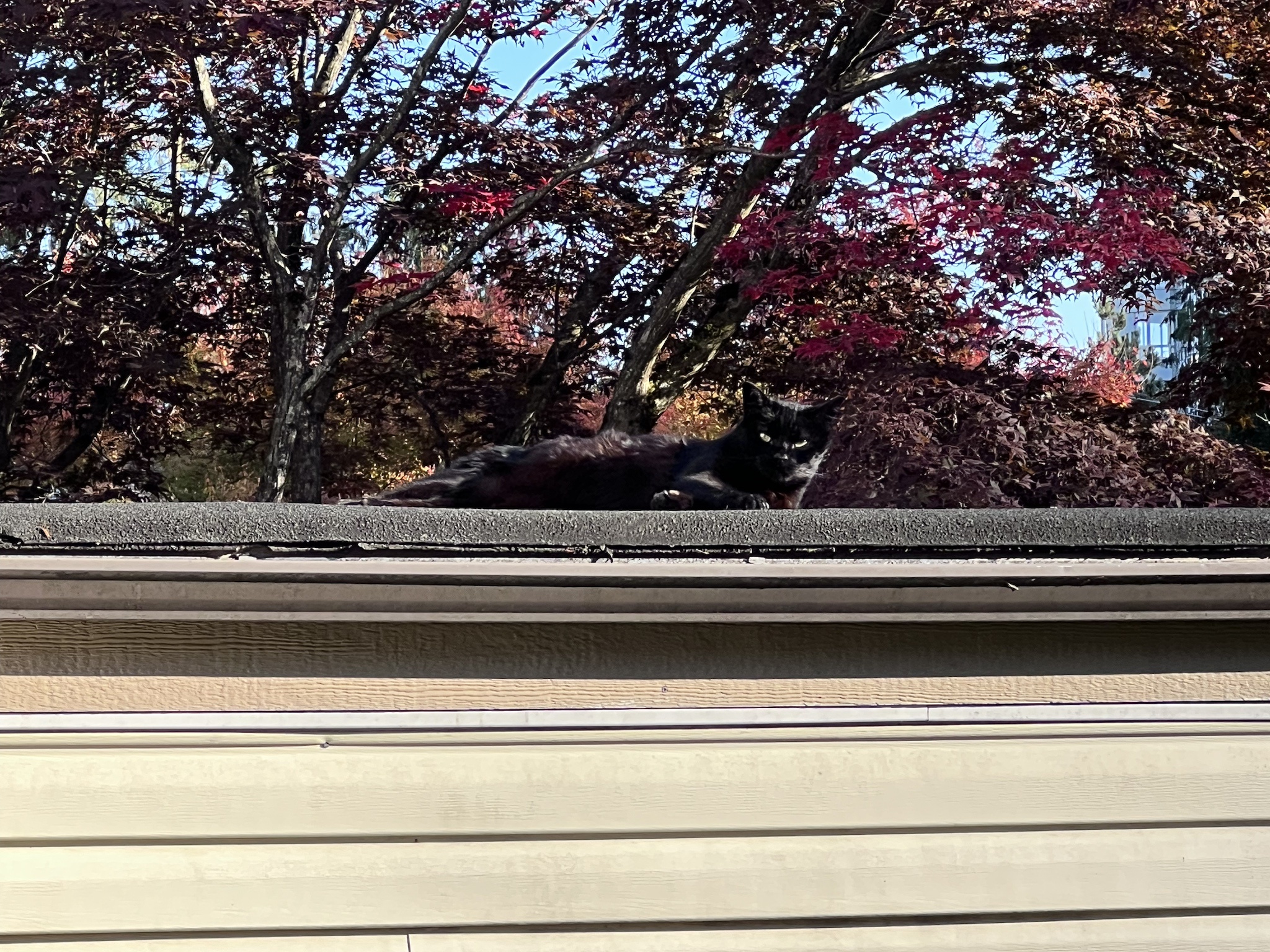 Adventurous Cat on the Roof!