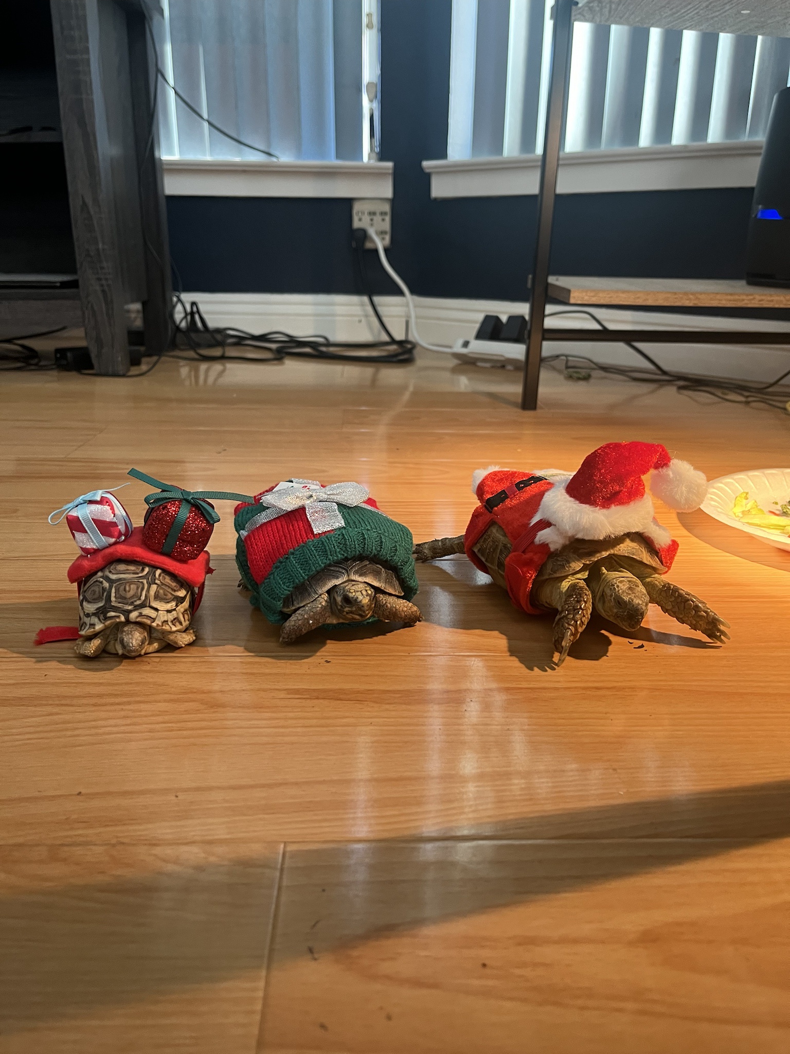 They are all set and excited for Christmas!