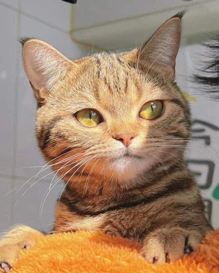 Introducing Macatroni: A Unique Creation