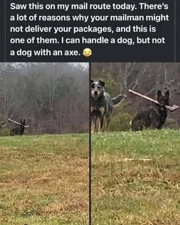 Meet Axe Dog: The Ultimate Companion