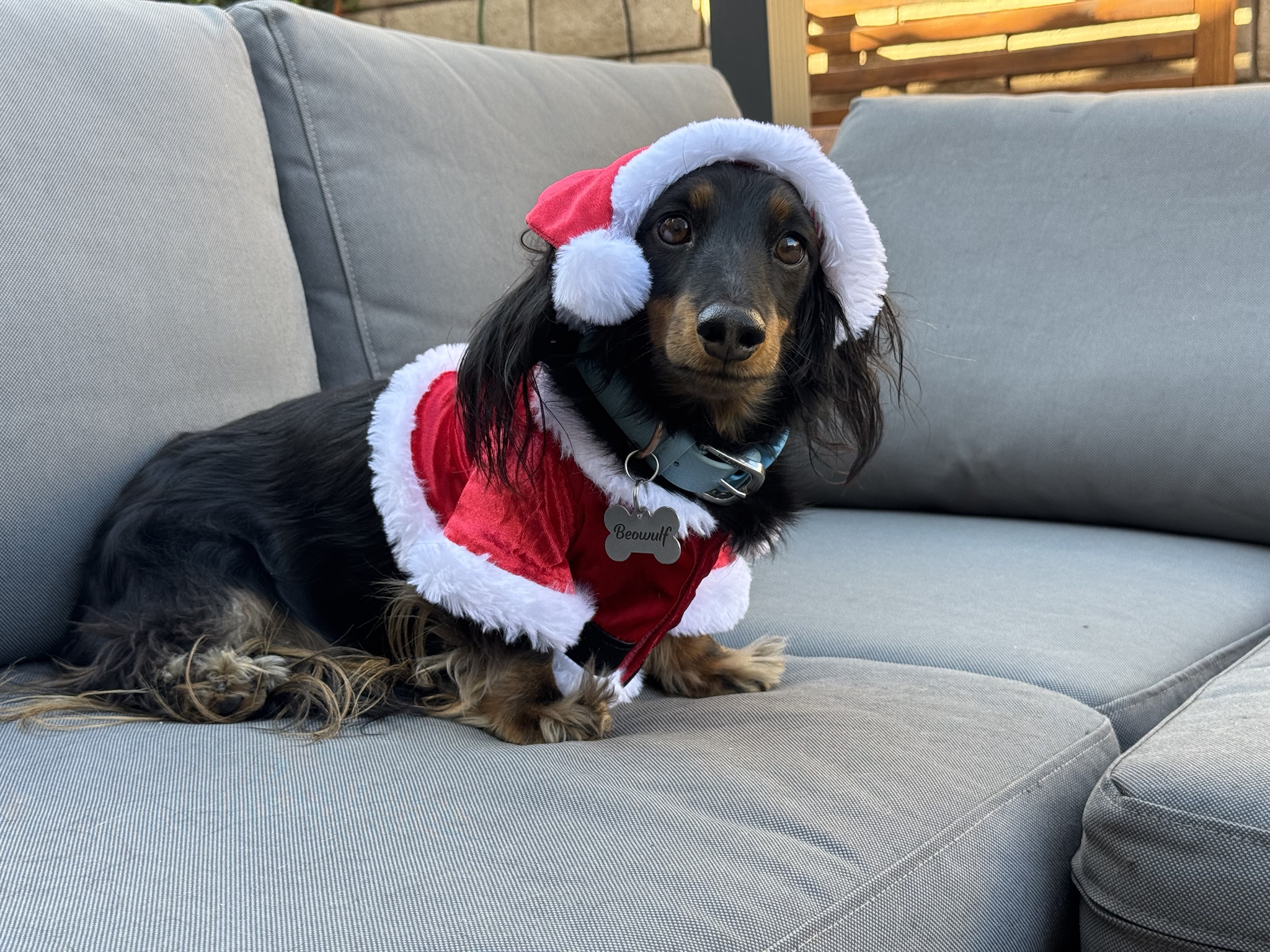 Behold: Dachshunds Dressed for Christmas Cheer!
