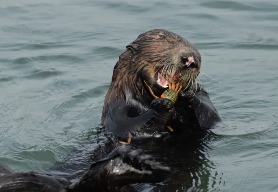 Unleashing Nature's Fury: How Hungry Sea Otters Are Tackling California's Invasive Crab Crisis