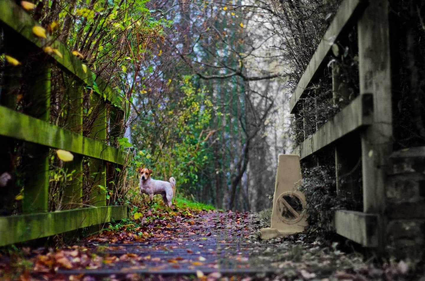 A Heartwarming Moment Between a Tree and a Dog