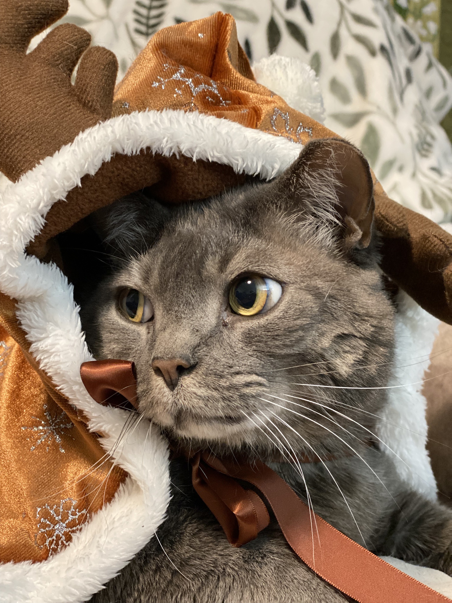 Celebrating the joy of Caturday!