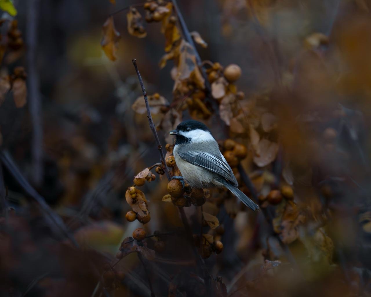 Meet the Adorable Chickadee