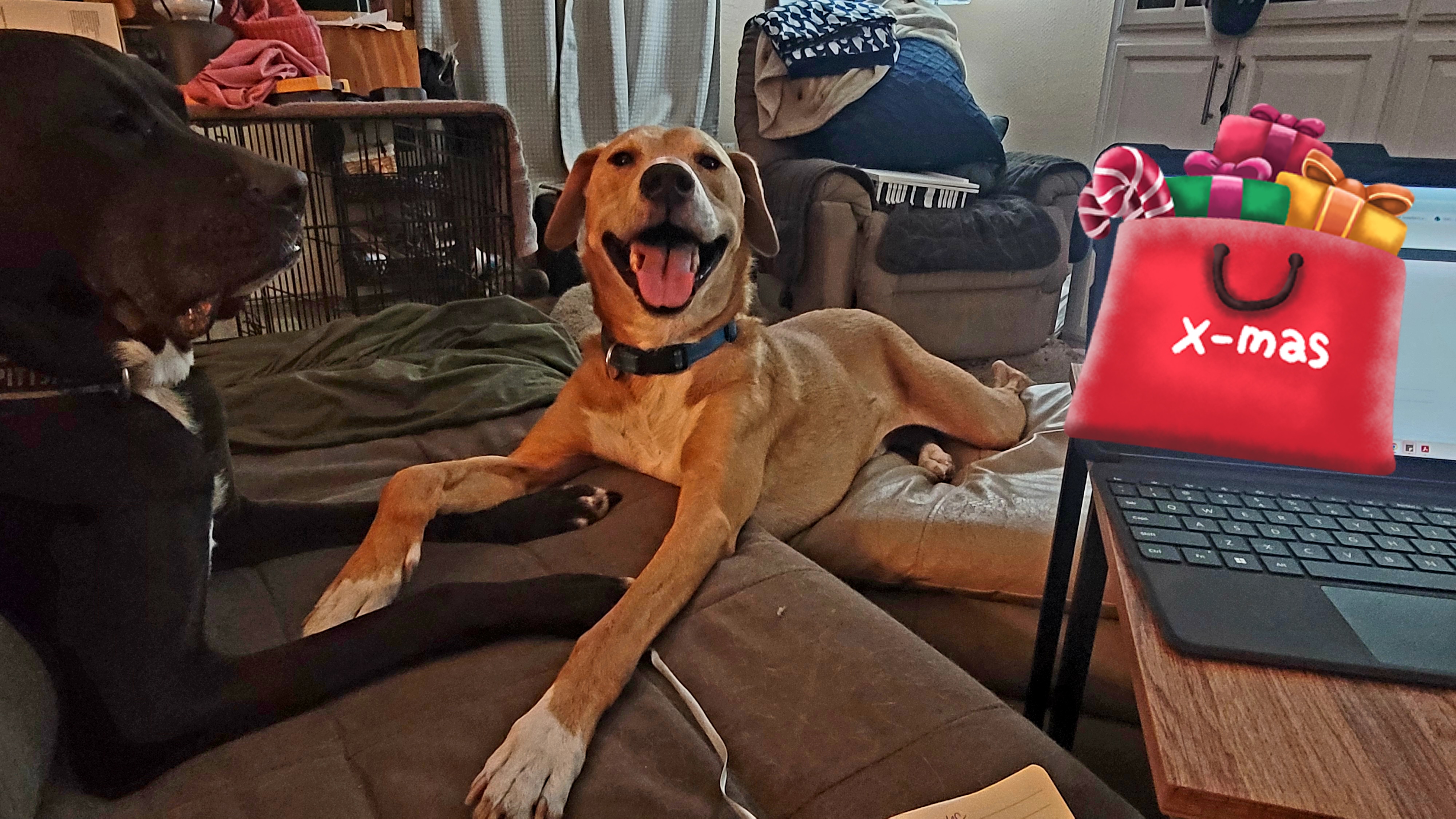 The Only Christmas Company I Need: Happy Hump Day to All!