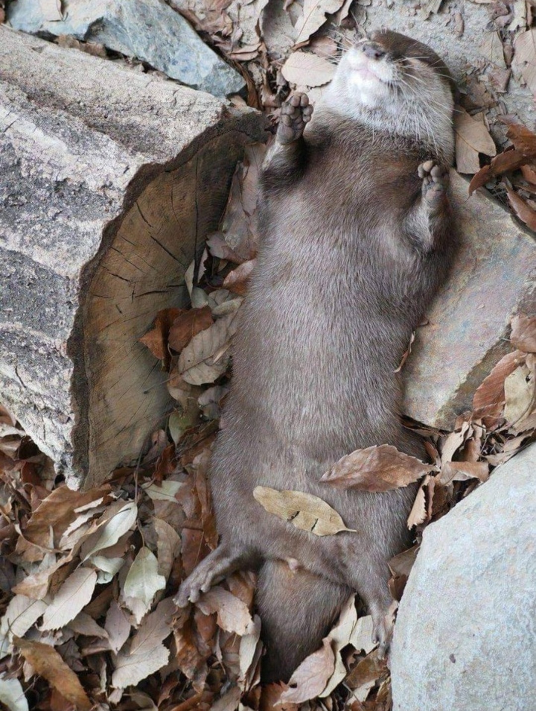 Time for a Cozy Afternoon Nap