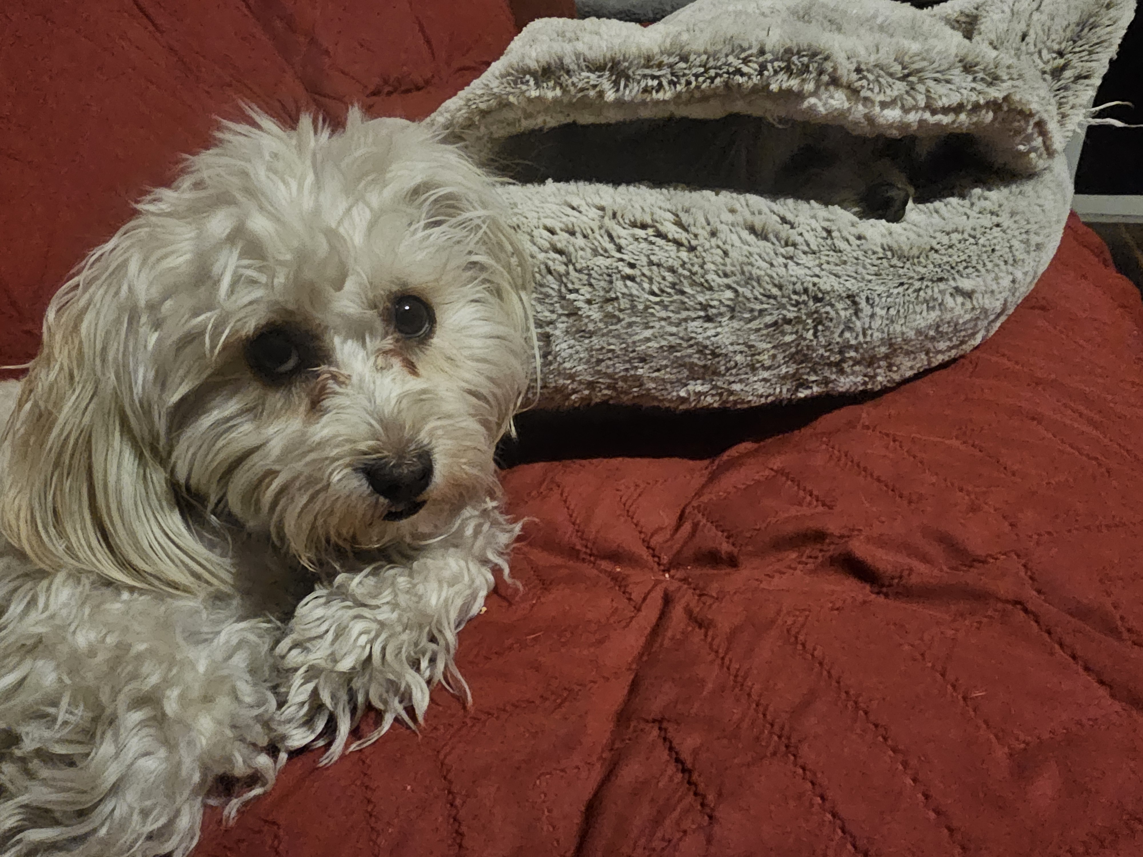 Boba is worried that Quinnie isn't getting the royal treatment during her visit.