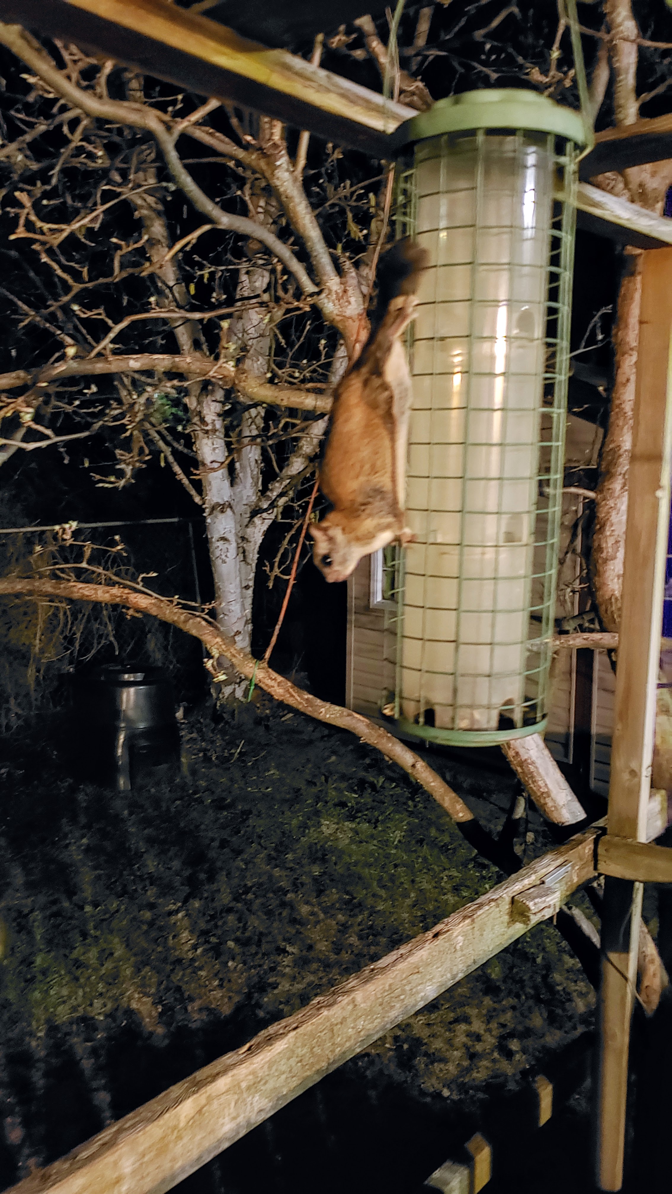 Check out this amazing flying squirrel!