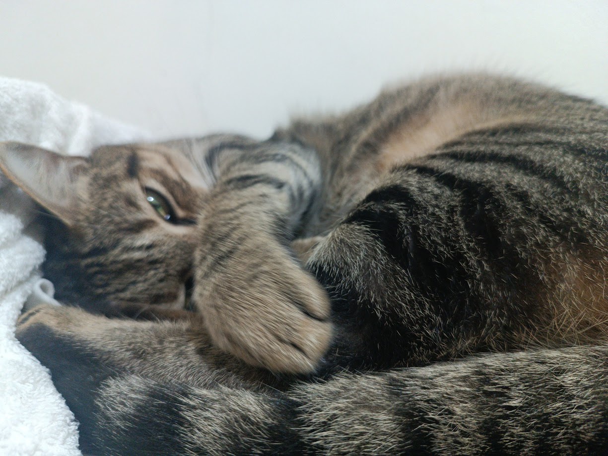 Cute Cat Shenanigans