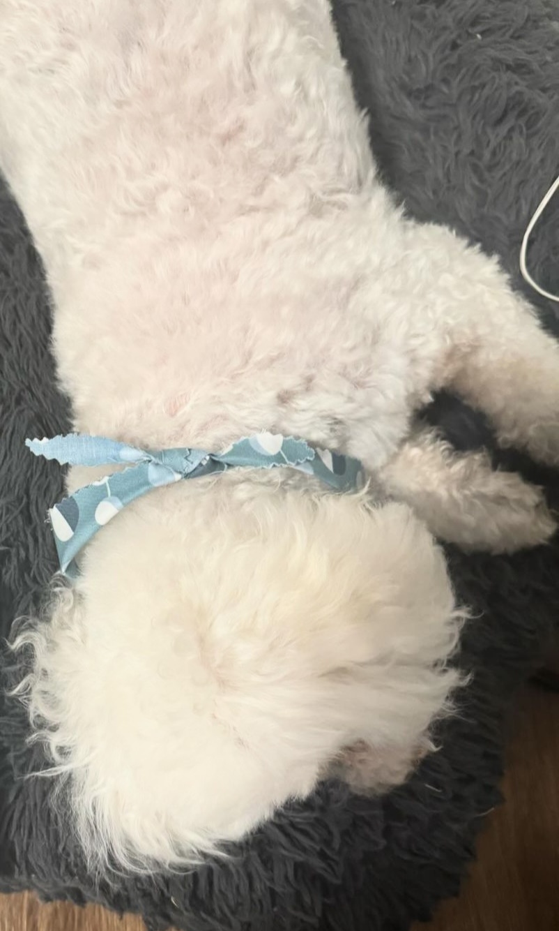 Meet My Adorable Dog