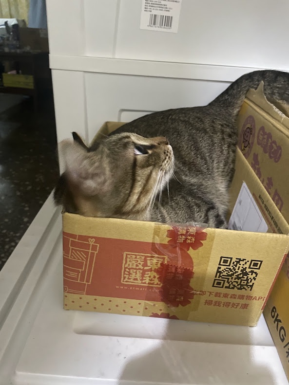 The Cat Box Chronicles: Feline Adventures Inside