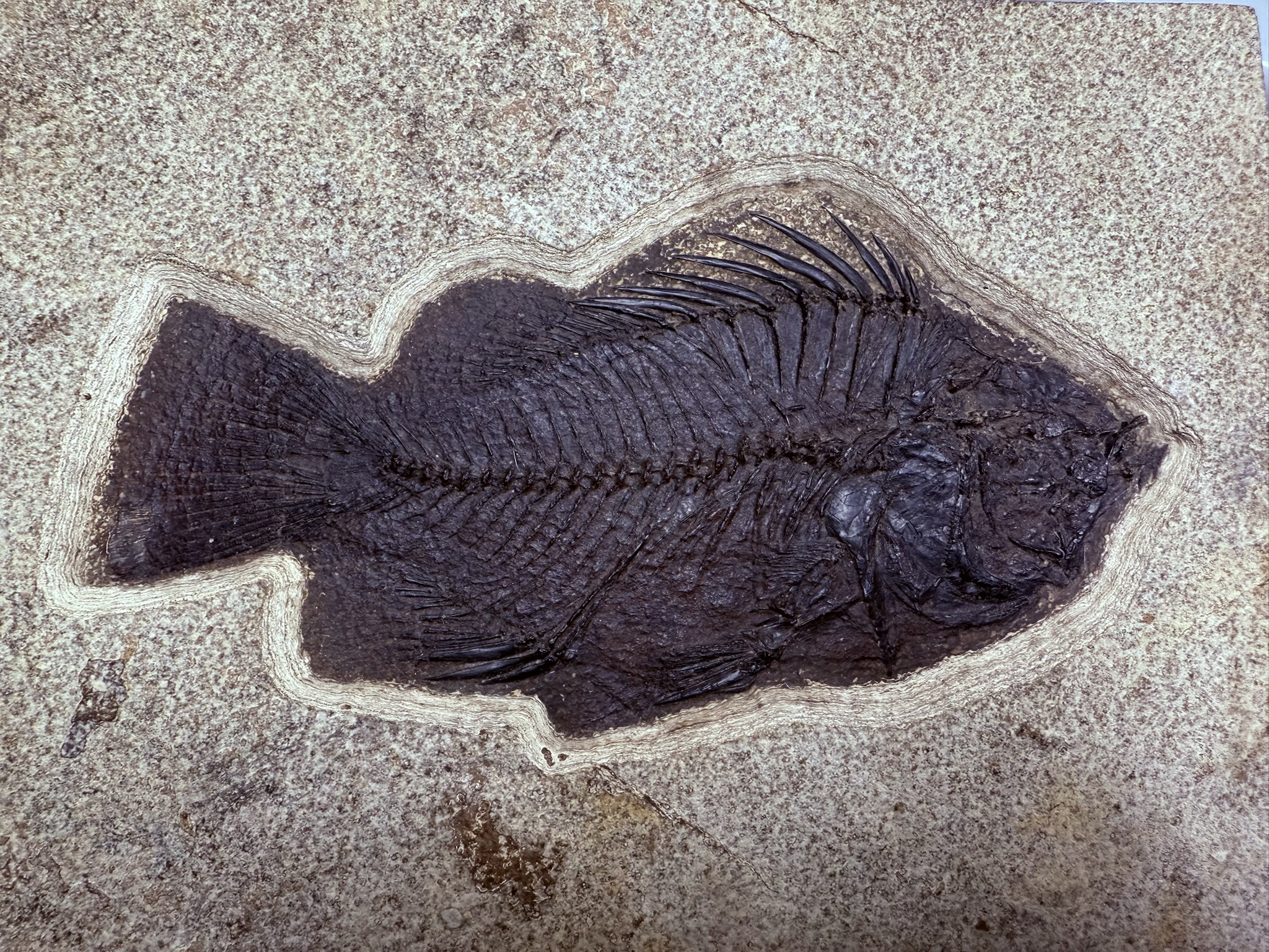 Introducing the 18-inch Layer Green River Cockerellite!