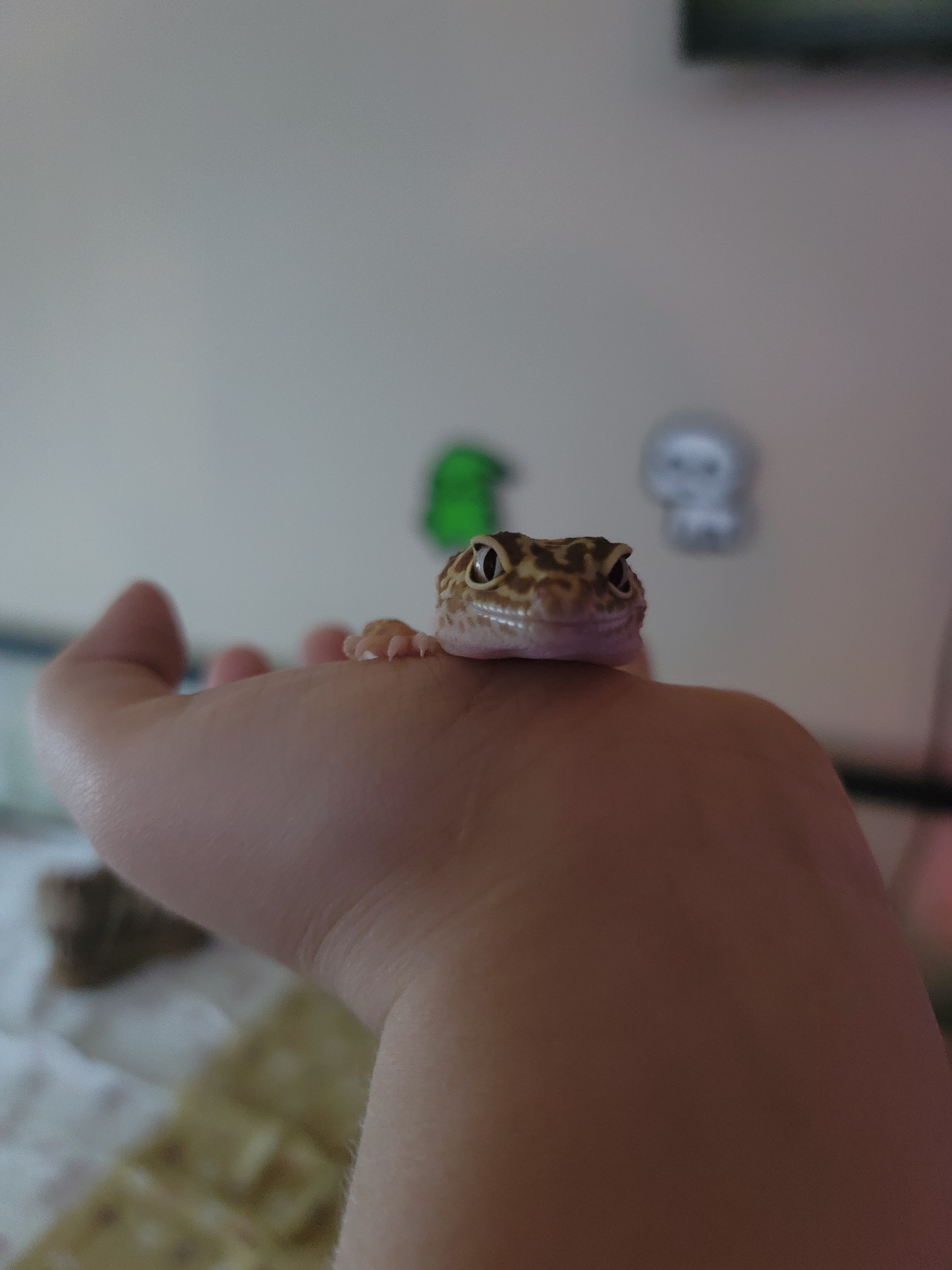Alphys resting on my hand