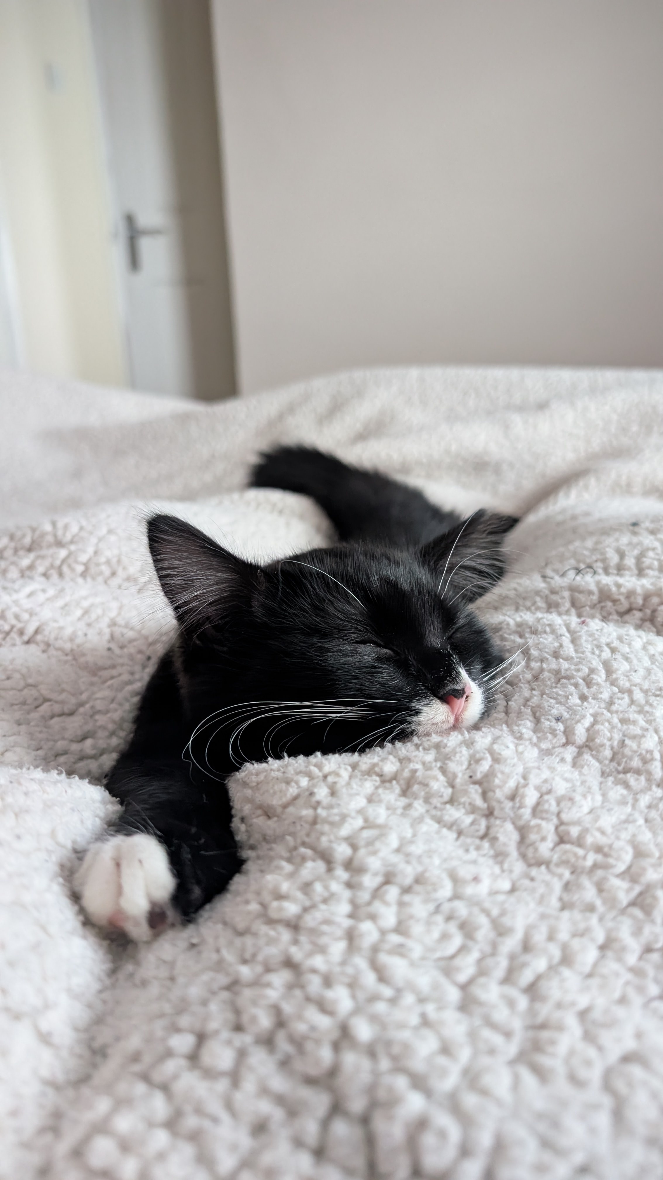 Feeling as cozy as a kitten this Christmas season!