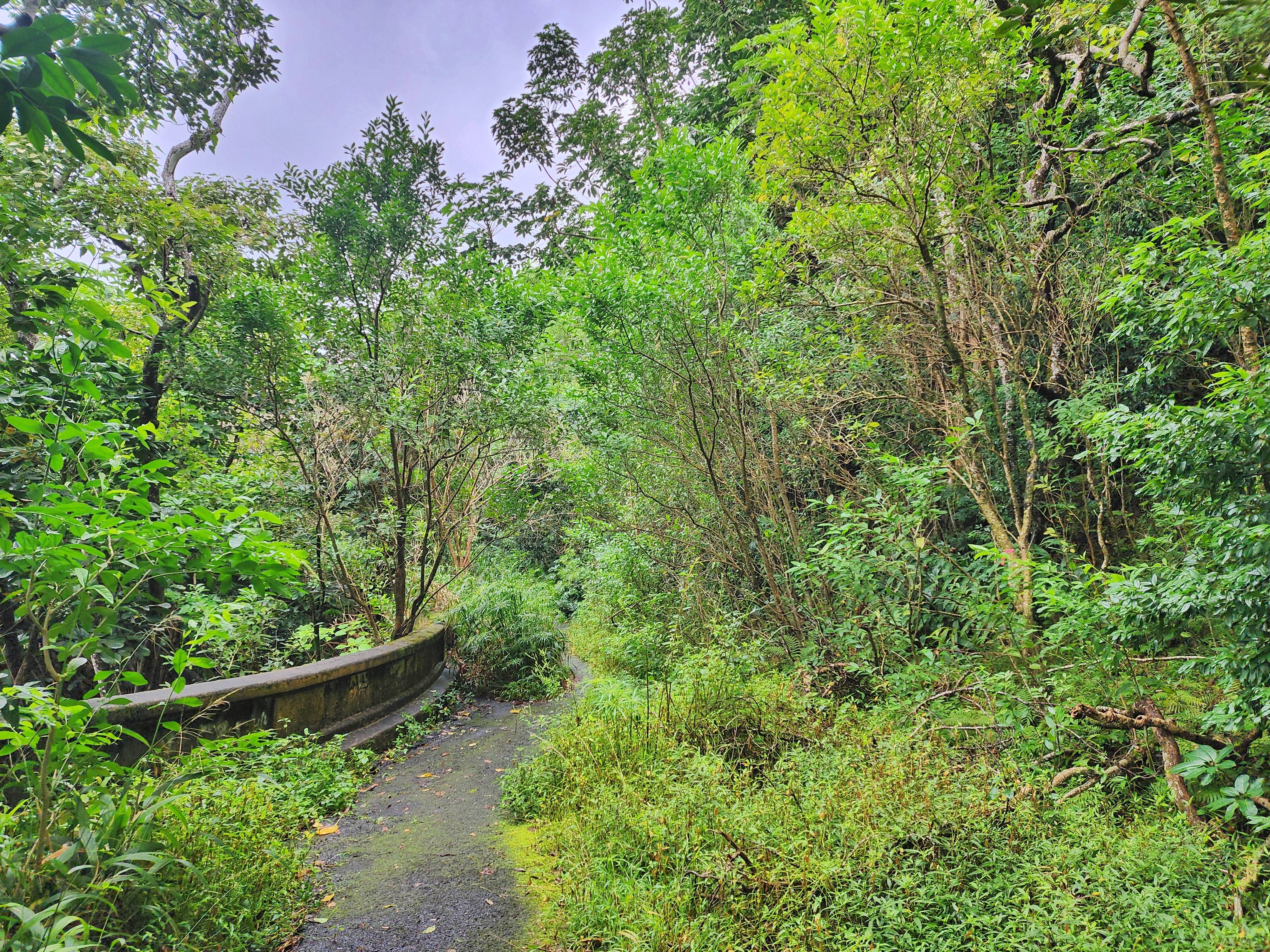 Nature's Takeover: An Old Road Reclaimed