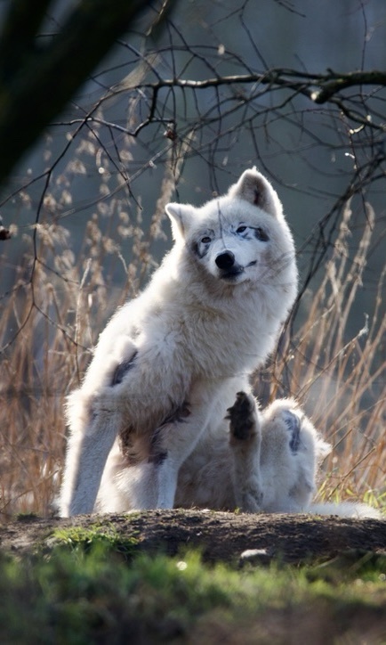 Wolves: The Adorable Side of Nature