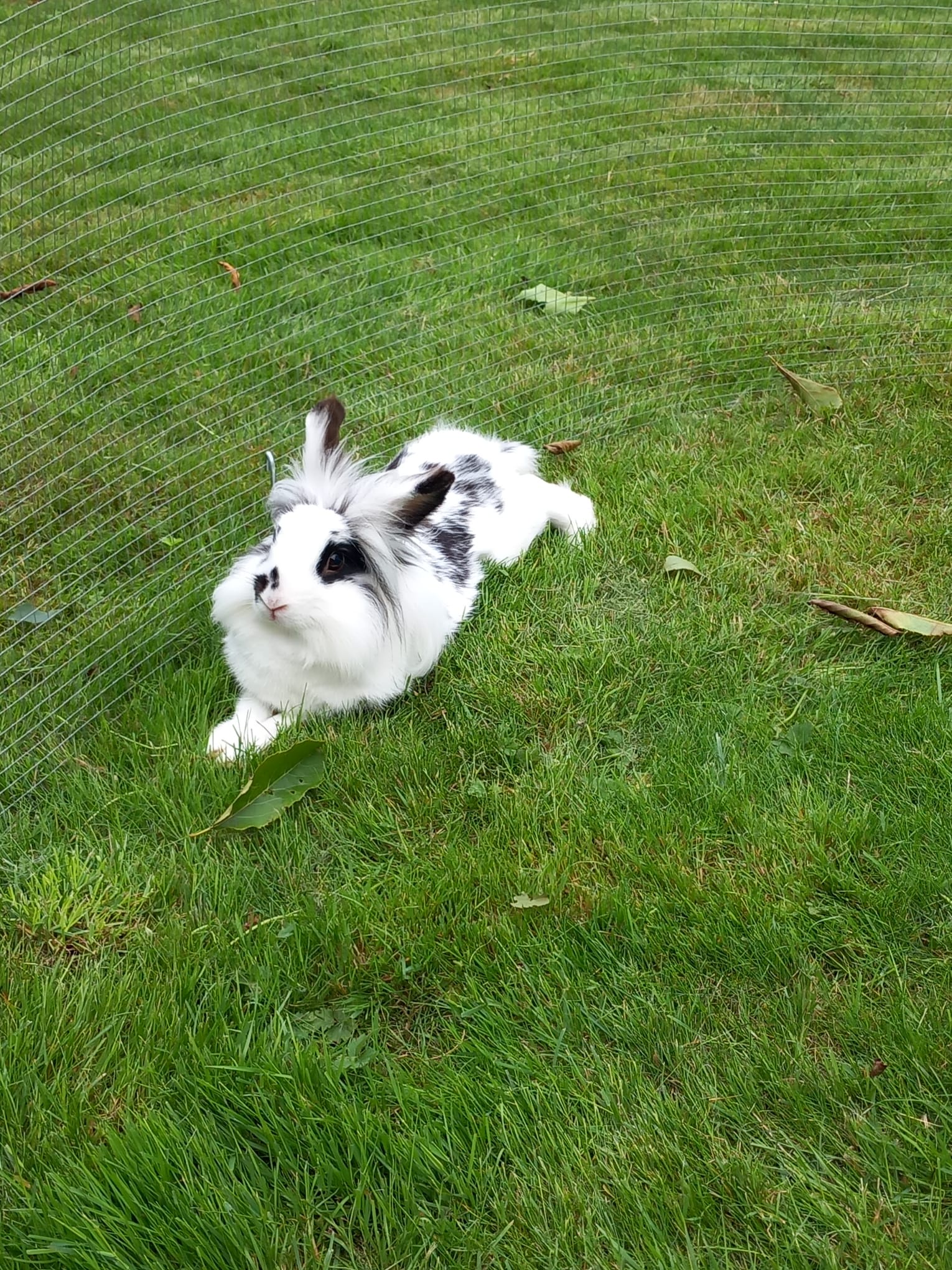 My Bunny's Cute Antics