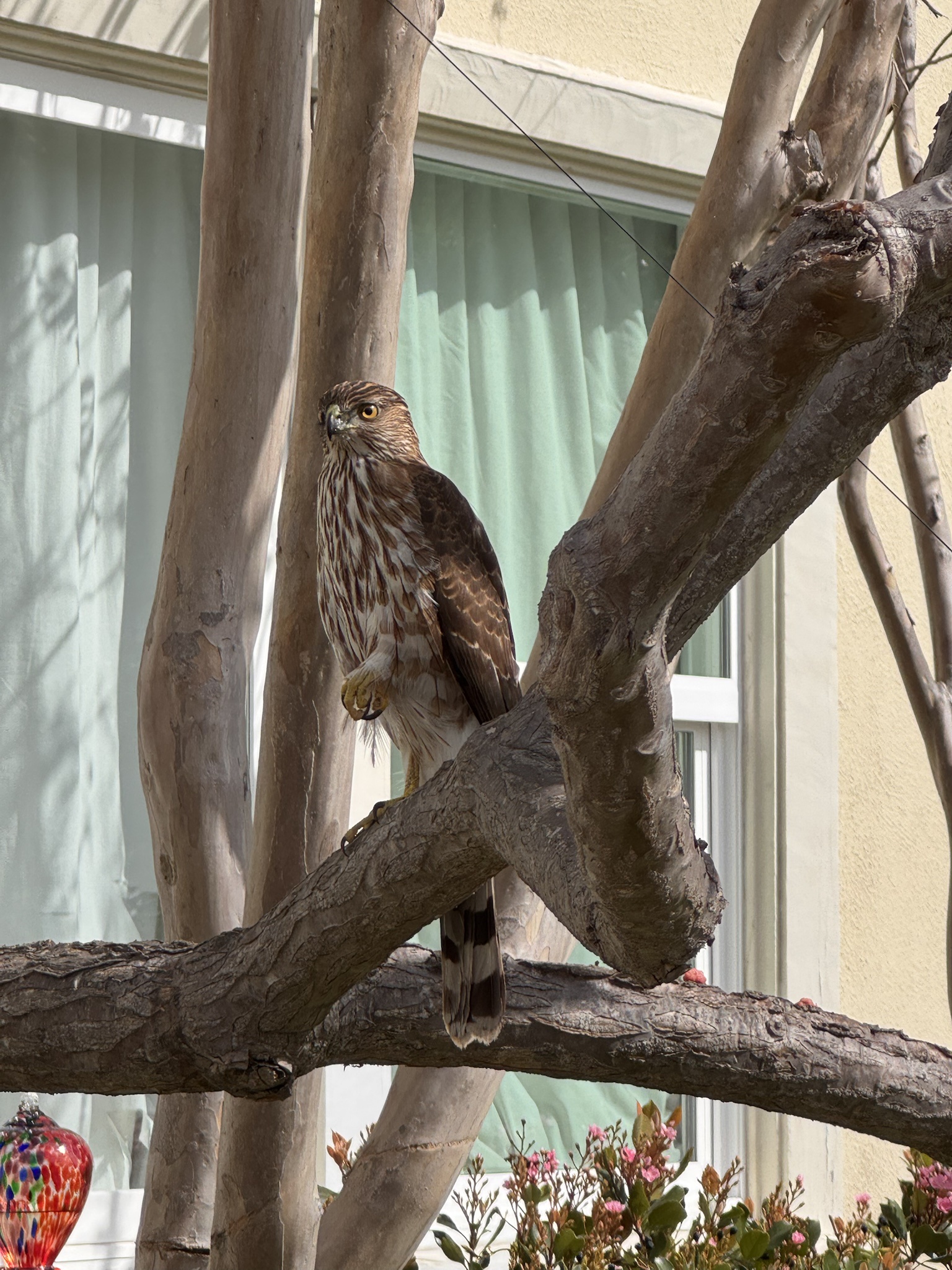 A Cooper Hawk Spotted in Santa Monica: Likely Displaced by the Palisades Fire