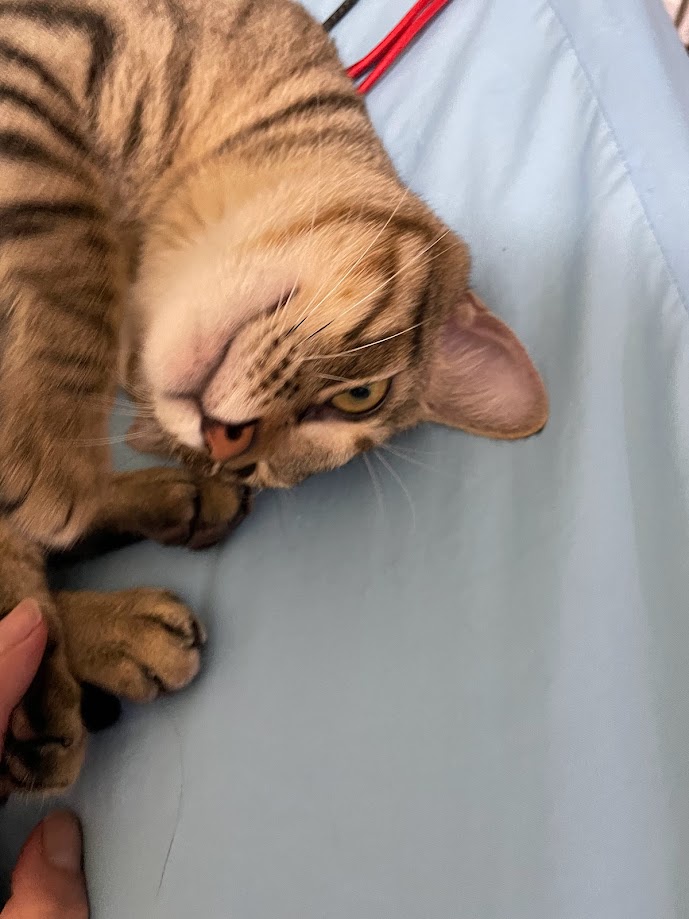 Cuddly cat moments