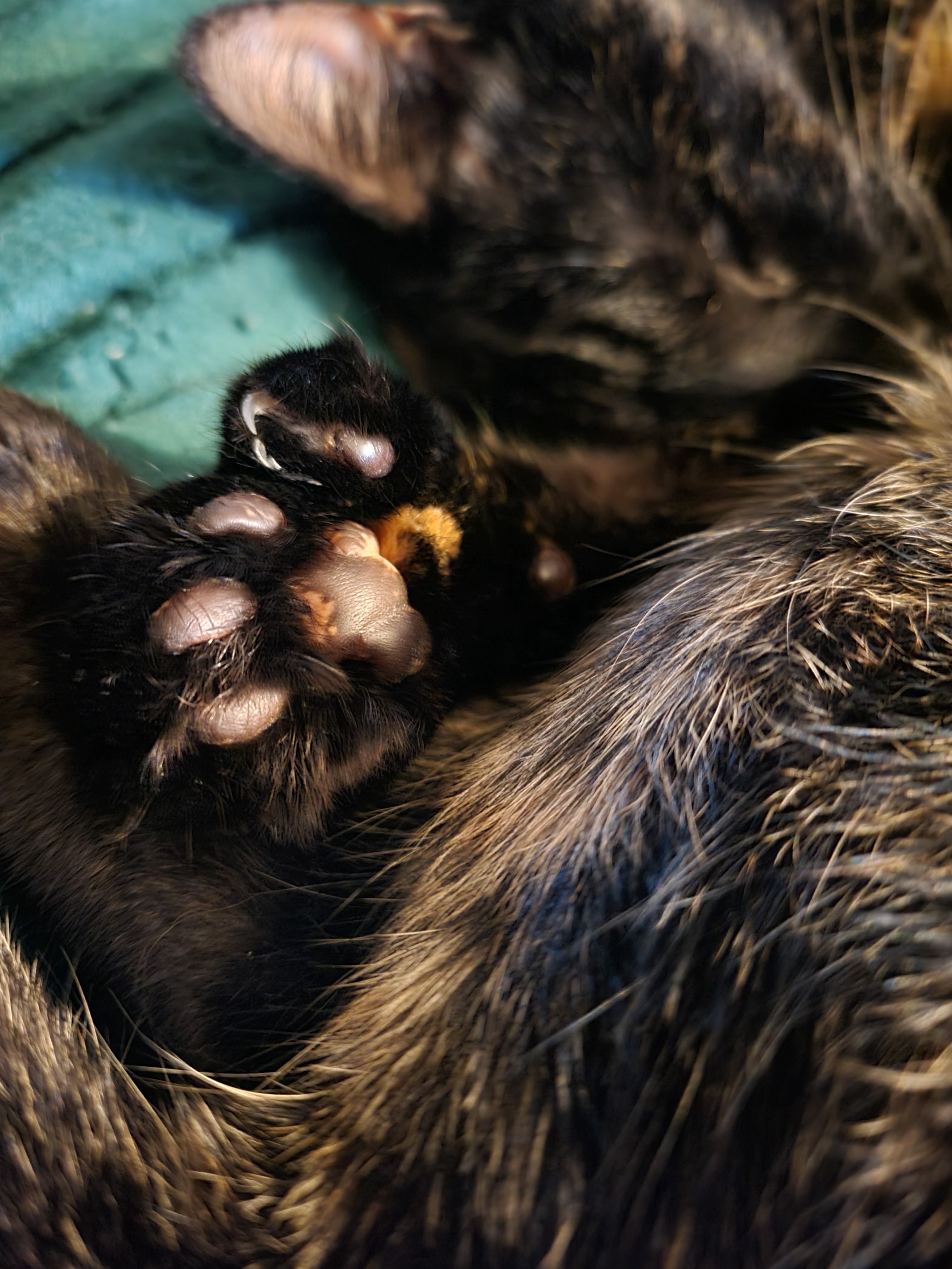 Adorable Tortie Beans: A Feline Delight