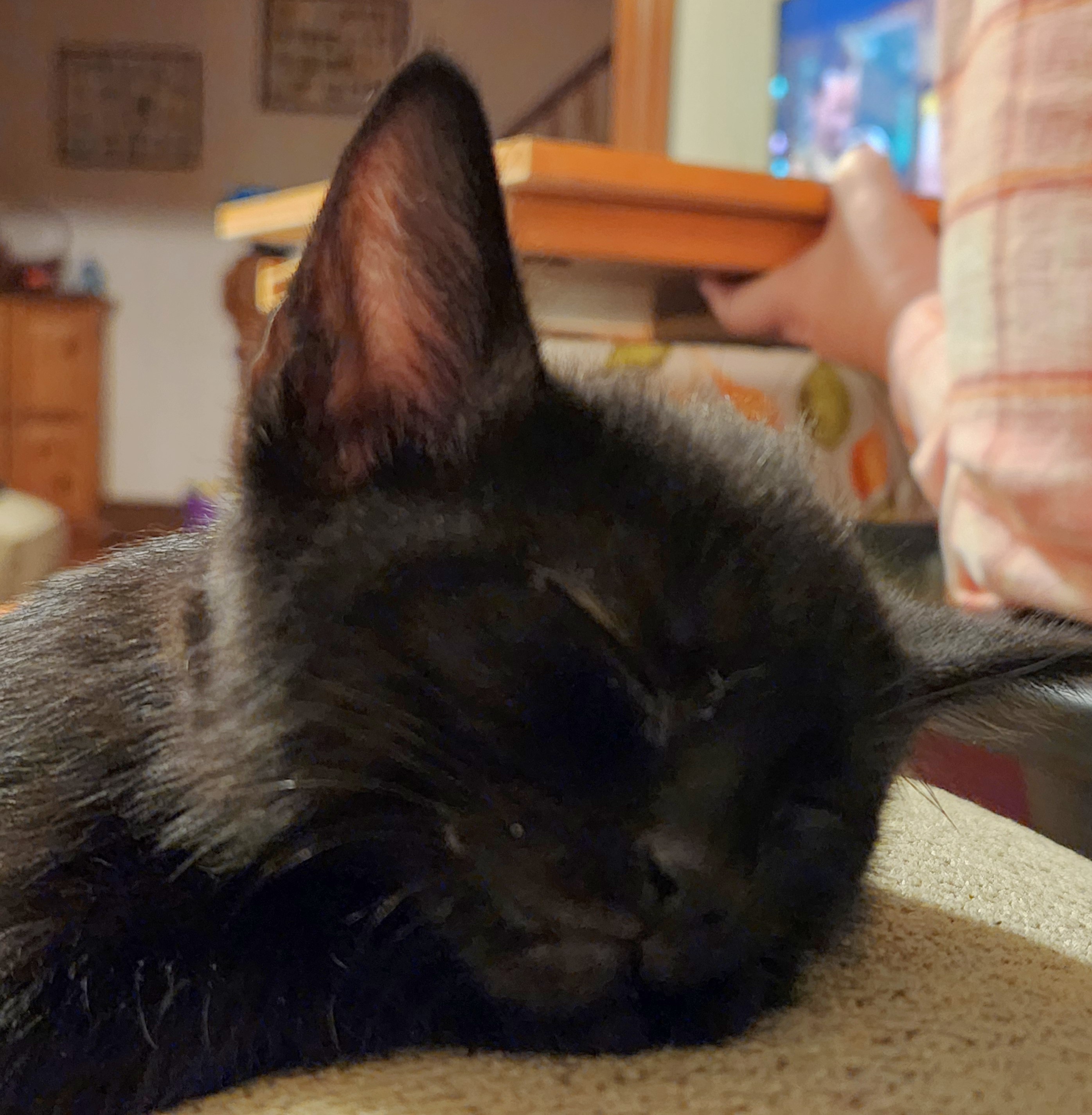 Wishing you all sweet dreams tonight!