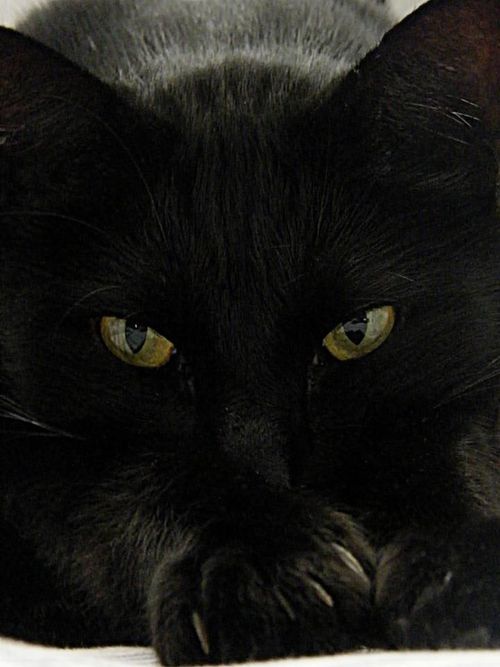Meet Today's Featured Cat!