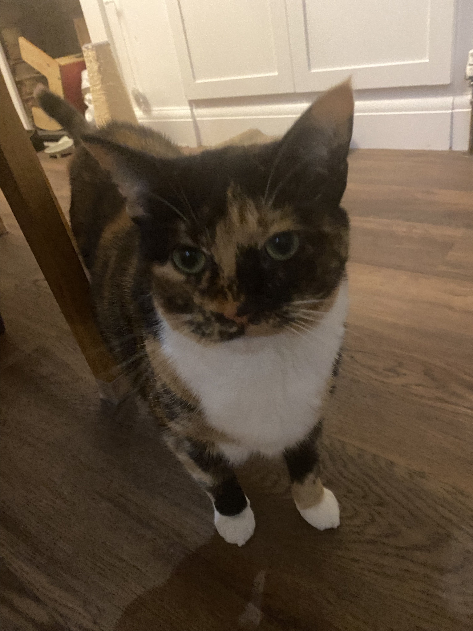 Crumble's Daily Snapshot: Capturing the Everyday