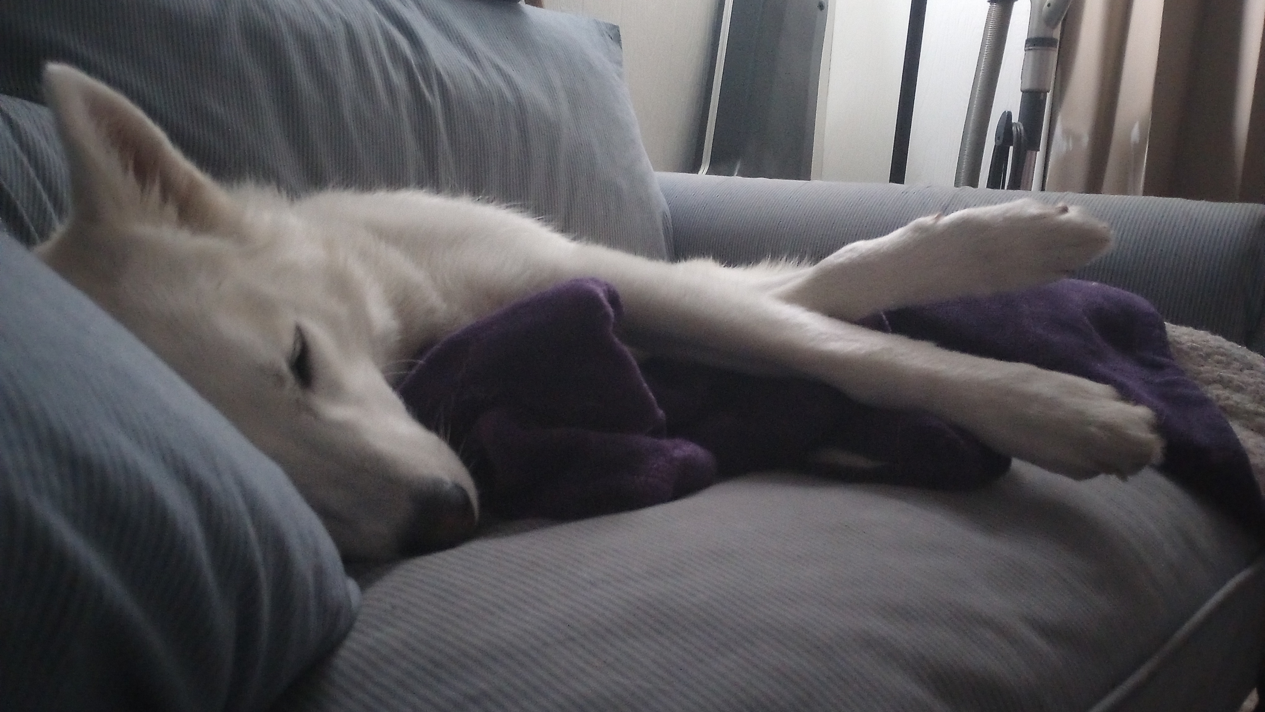 Pause the Politics and Enjoy Some Time with Sif