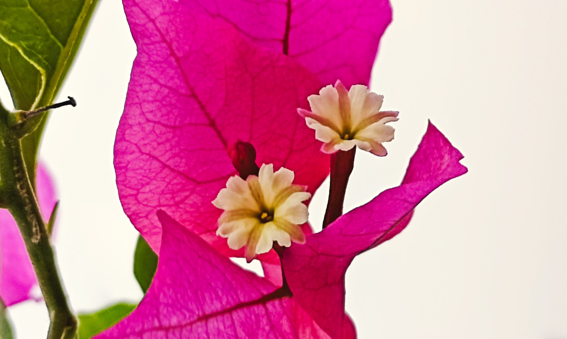 A Stunning Bloom: The Beauty of a Flower