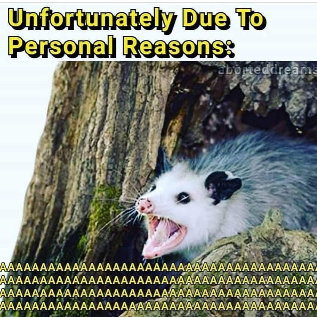 Celebrating Cake Day with Adorable Opossums
