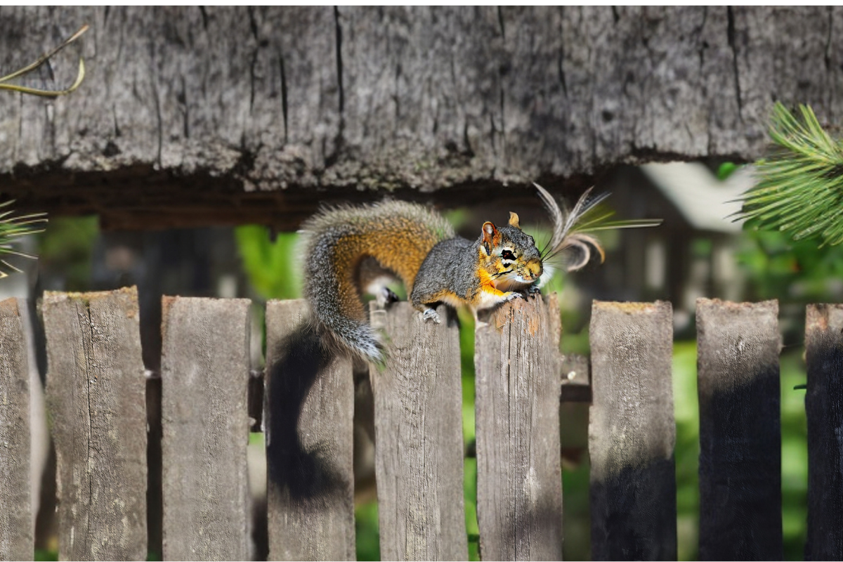 Squirrel Leaps Over the Fence with Style