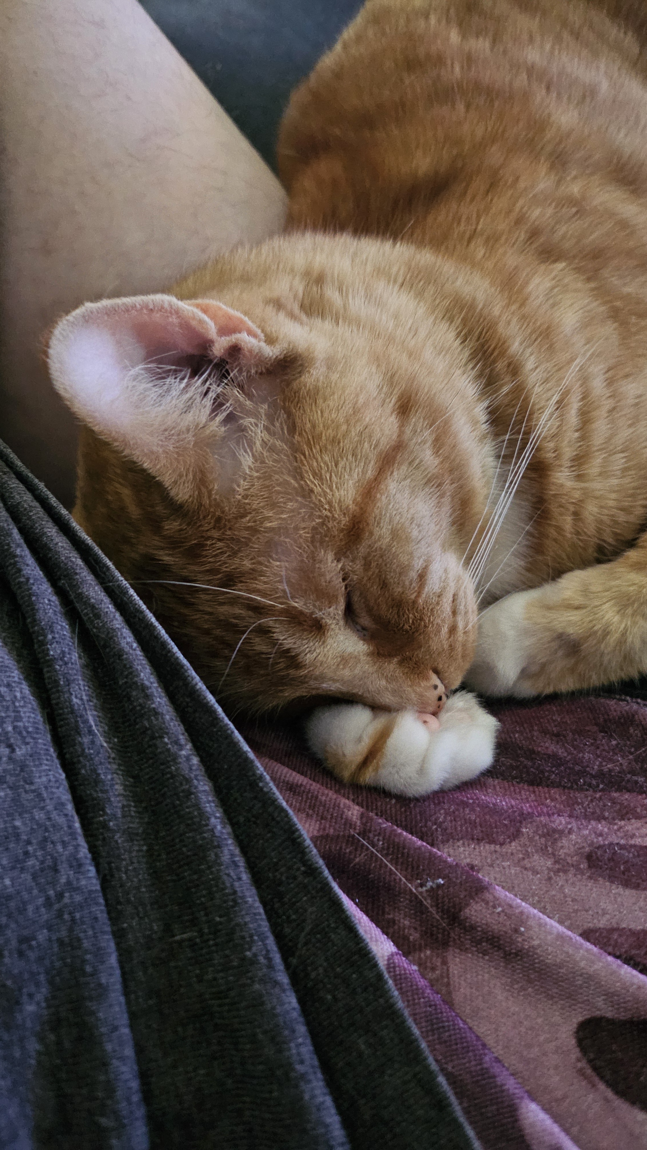 The Cozy Bean Pillow Everyone Needs