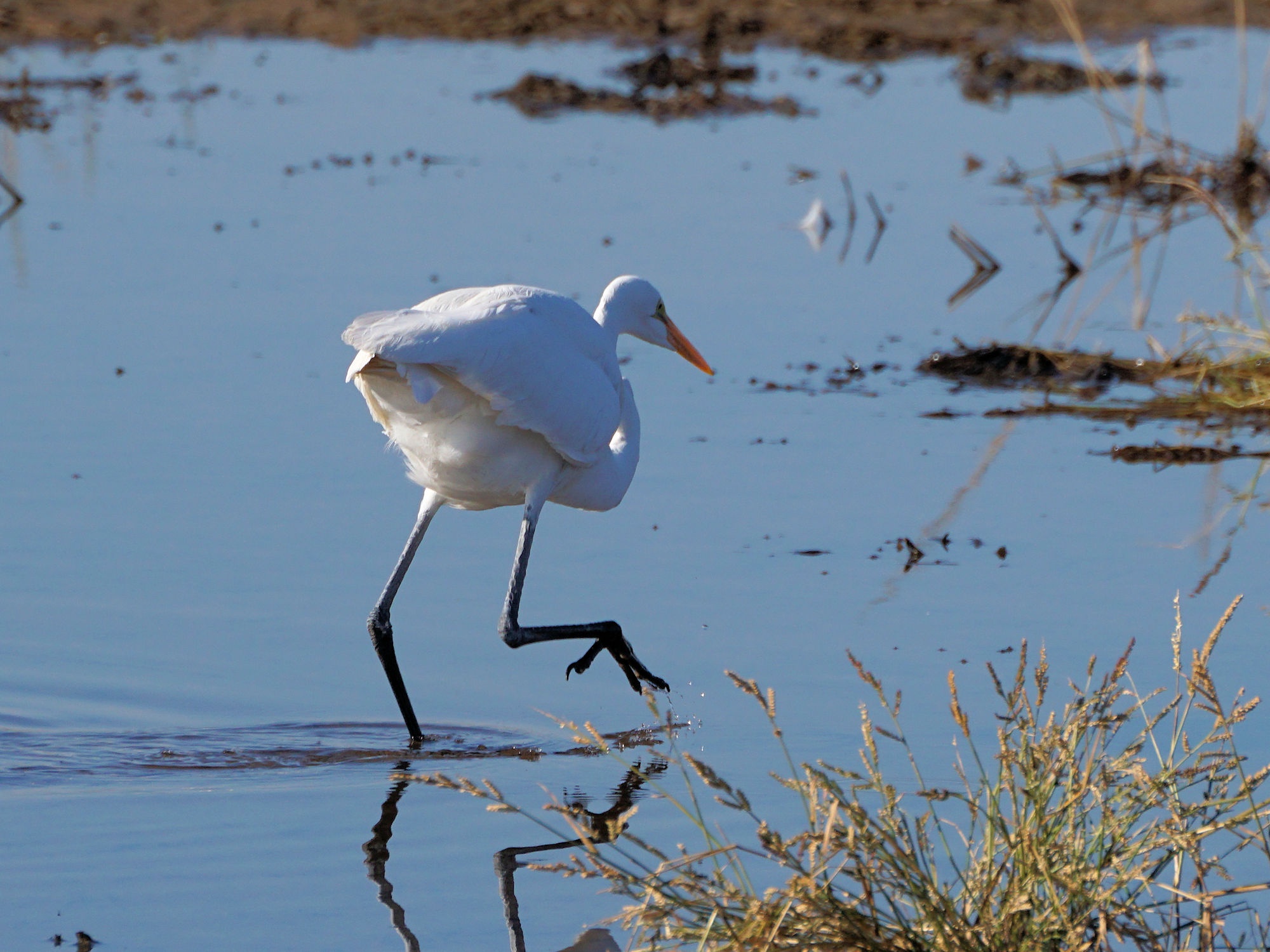 Egrets Gracefully Roaming Glendale Recharge Ponds