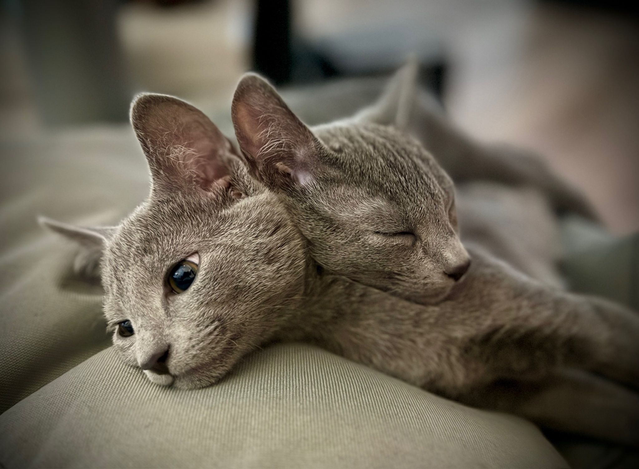 Introducing Milo and Henry: Our New Feline Companions After Losing Loki. These Brothers are the Perfect Cuddle Buddies!