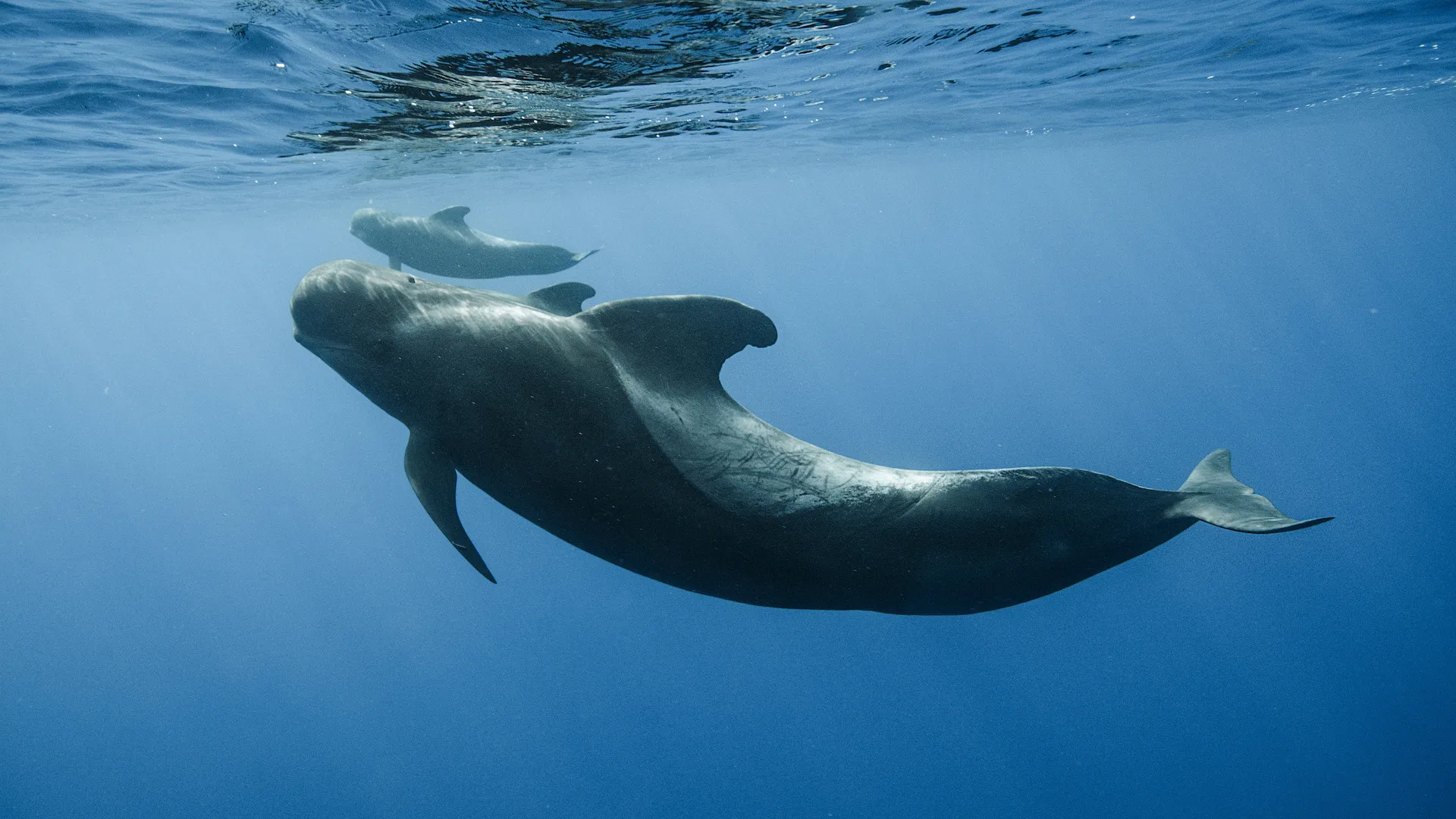 Exploring the Fascinating World of Cetaceans