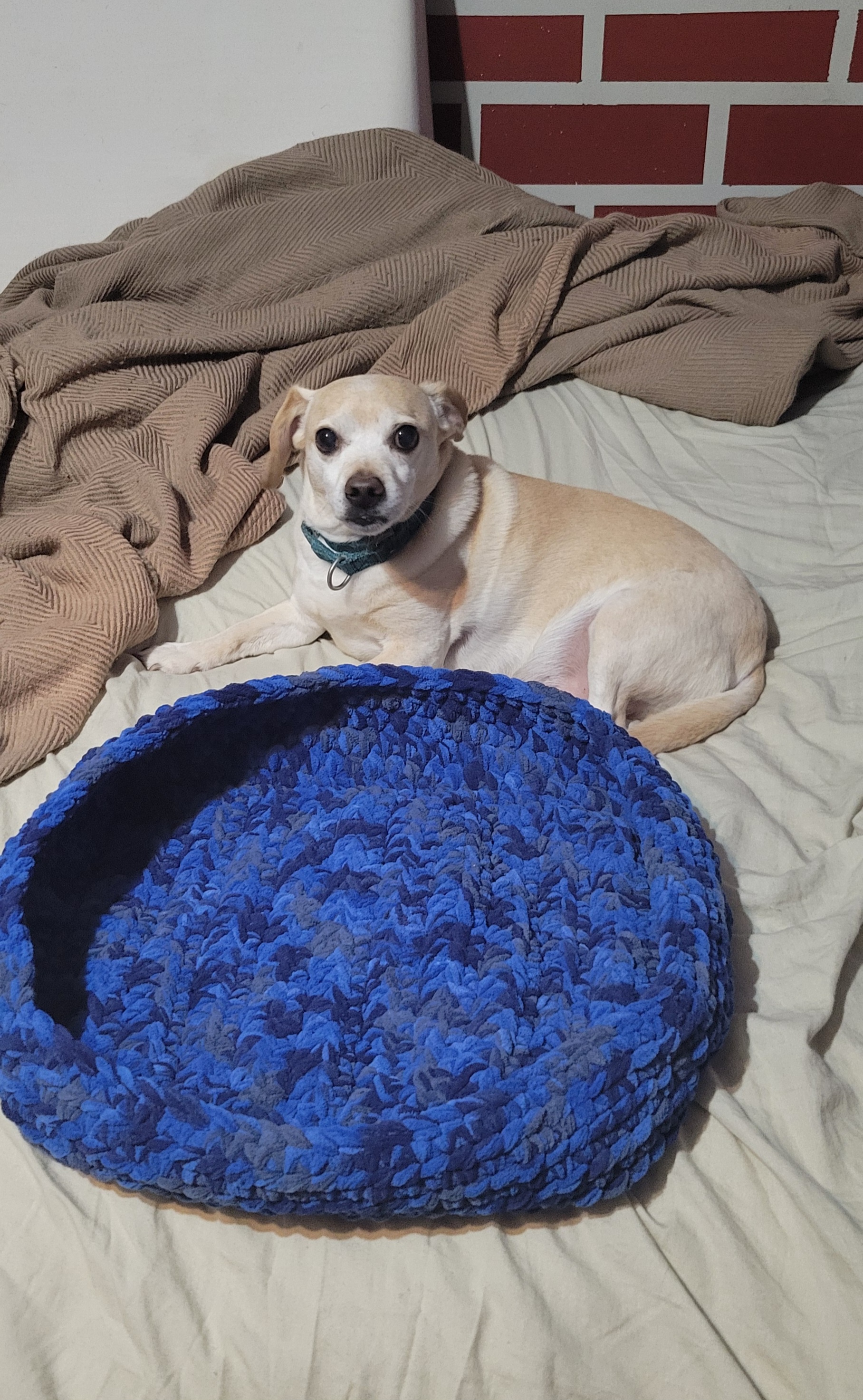 Crochet Cat Bed with Frank the Dog for Size Reference