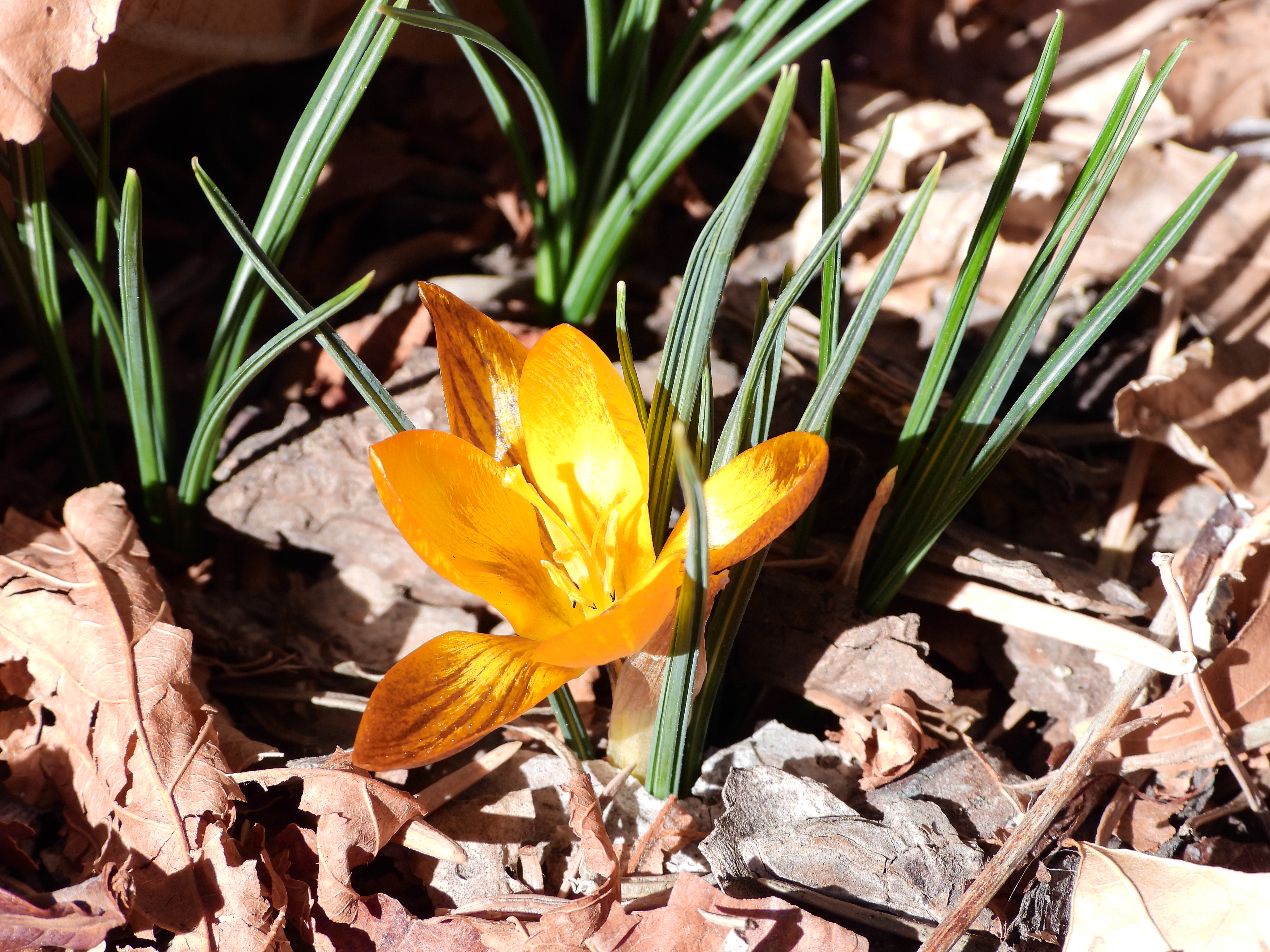 Celebrating the First Flower of Spring on 2-13-25